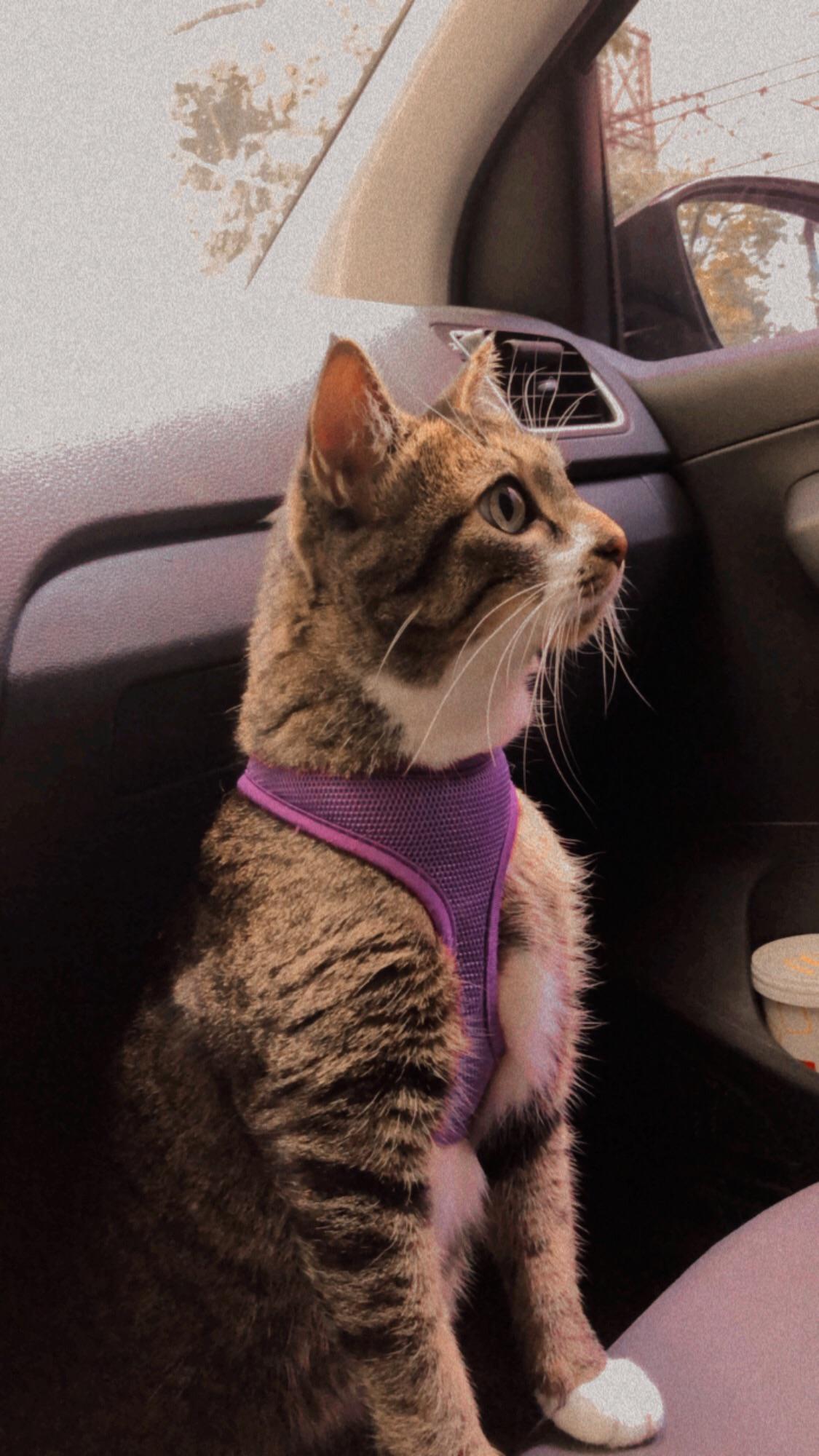 Today my cat puked grass with a little bit of watery blood, I’m