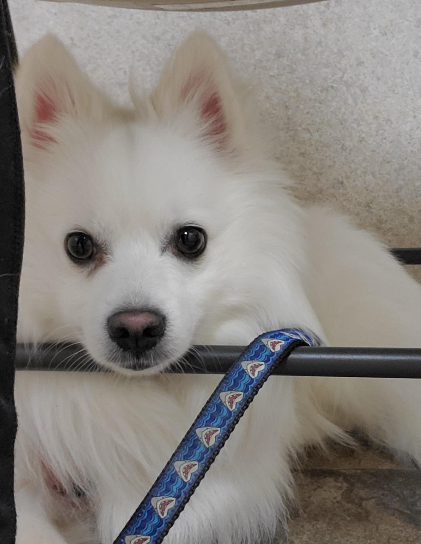 "What have I done to deserve this fate?" A tale of a dog that hates the