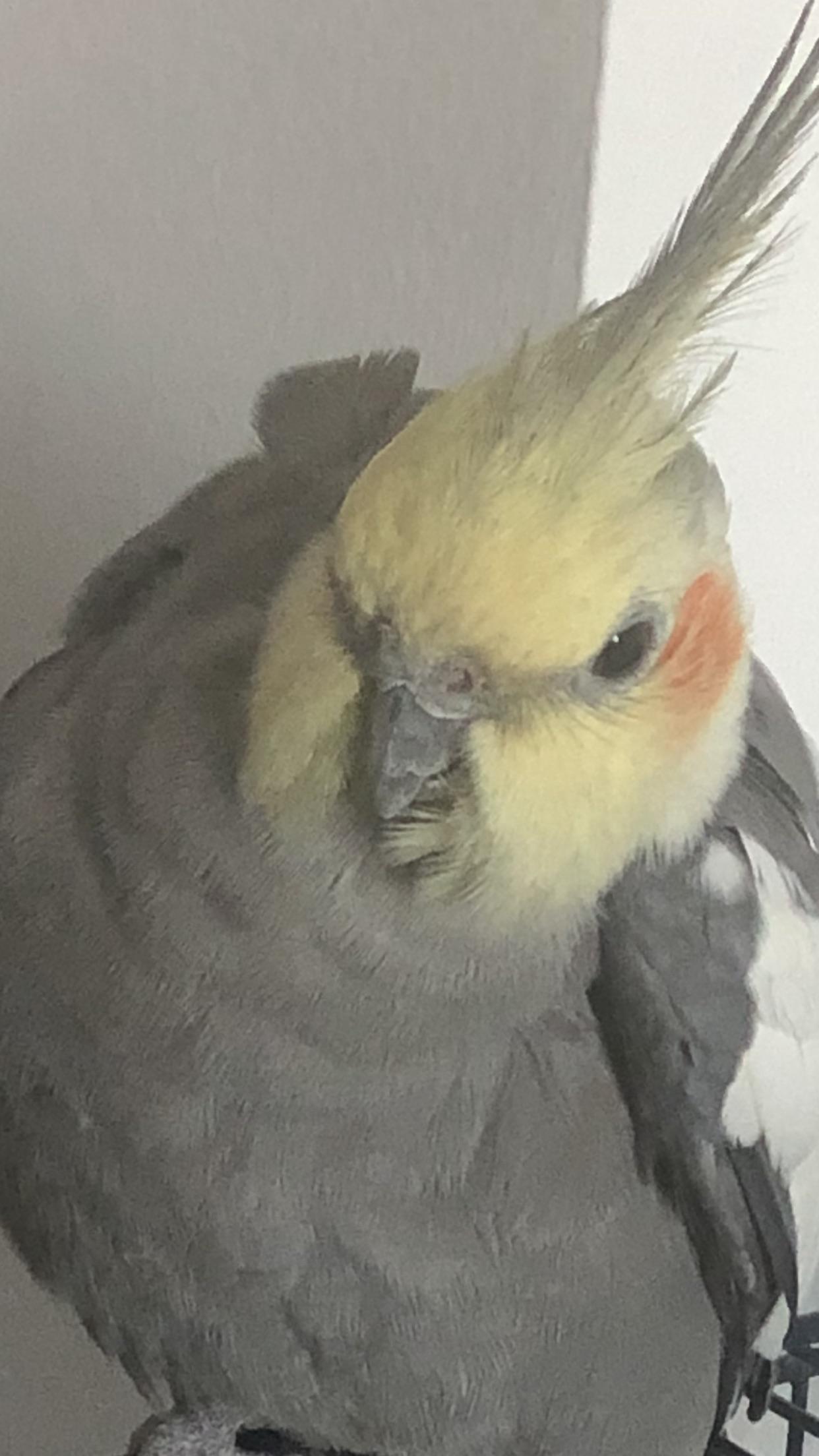 Pork Chop in action r/cockatiel