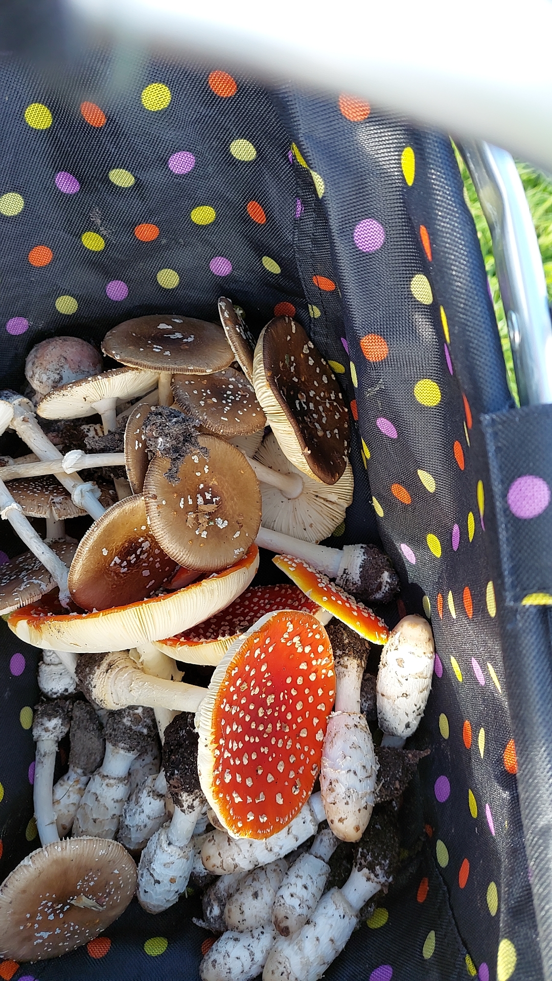 thought you guys might like my little basket of glory r/AmanitaMuscaria