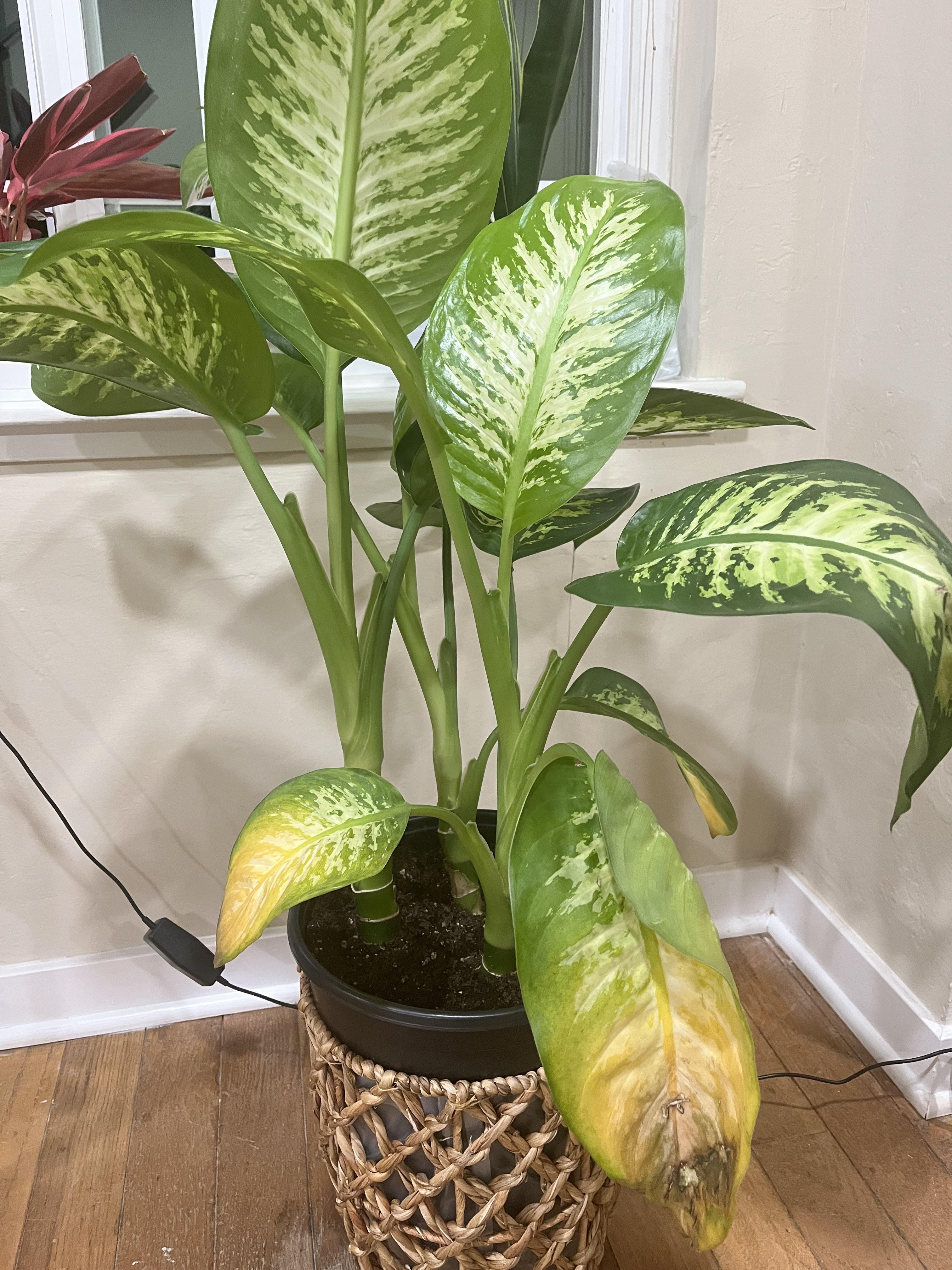 Dieffenbachia’s lower leaves yellowing r/plantclinic