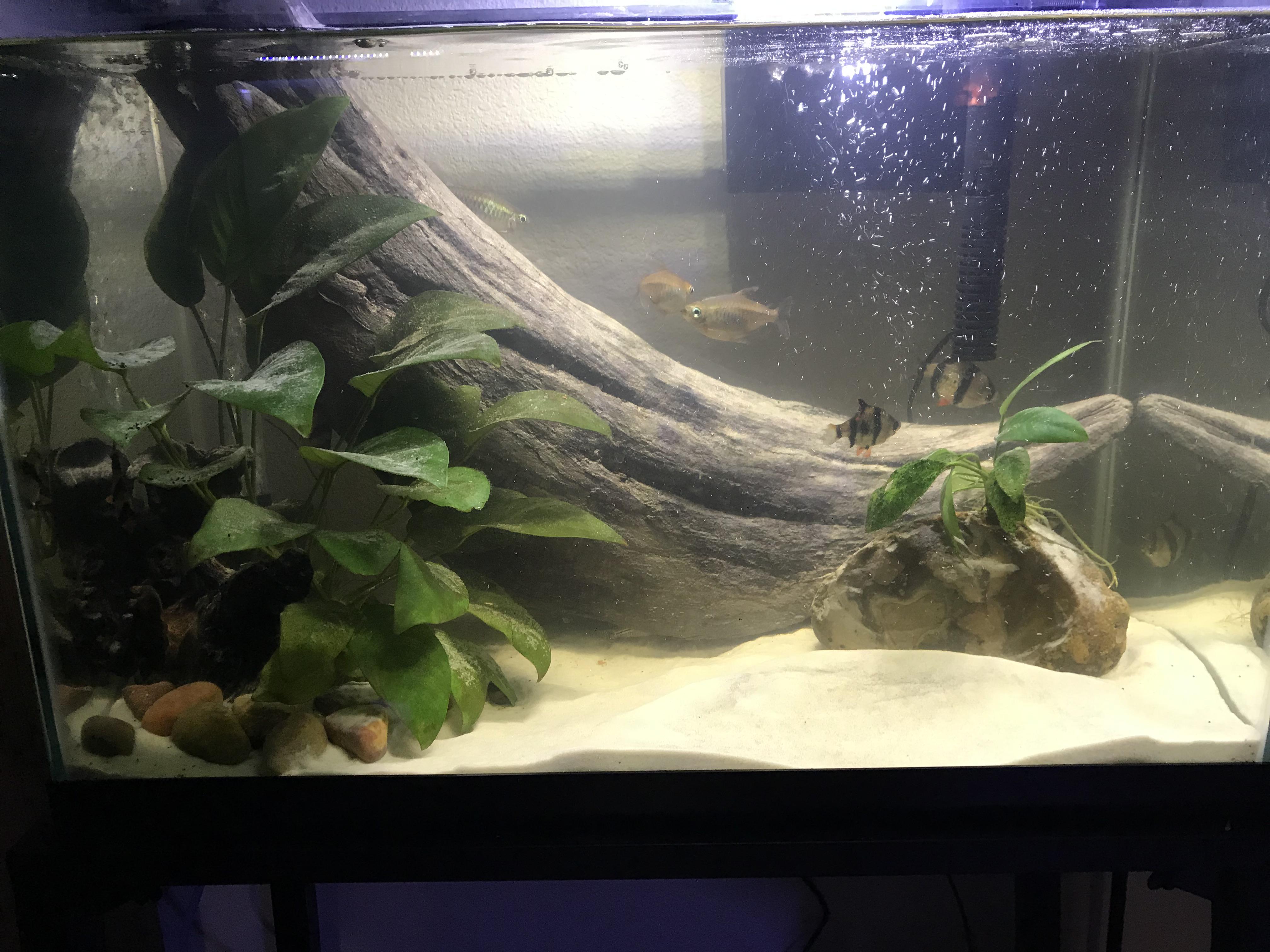 My dad recently passed but I am lucky enough to have gotten his fish to