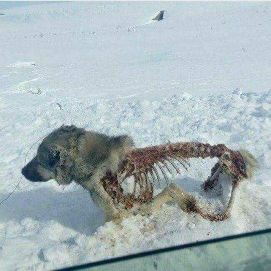 Half eaten dog frozen in place. u/CtrlAltCool