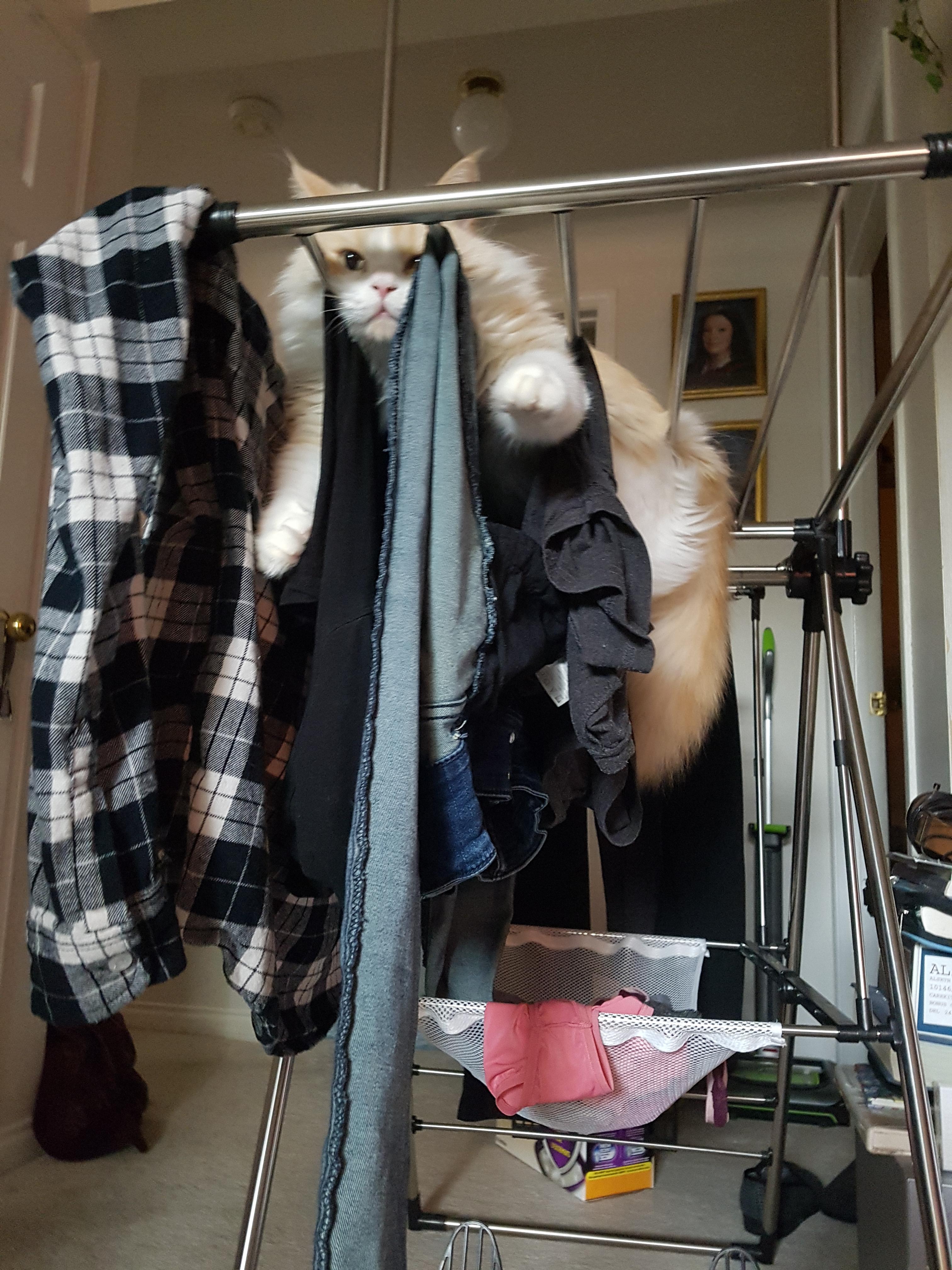 Oh I see you've washed your clothes. . . let me readd the fur. r/aww