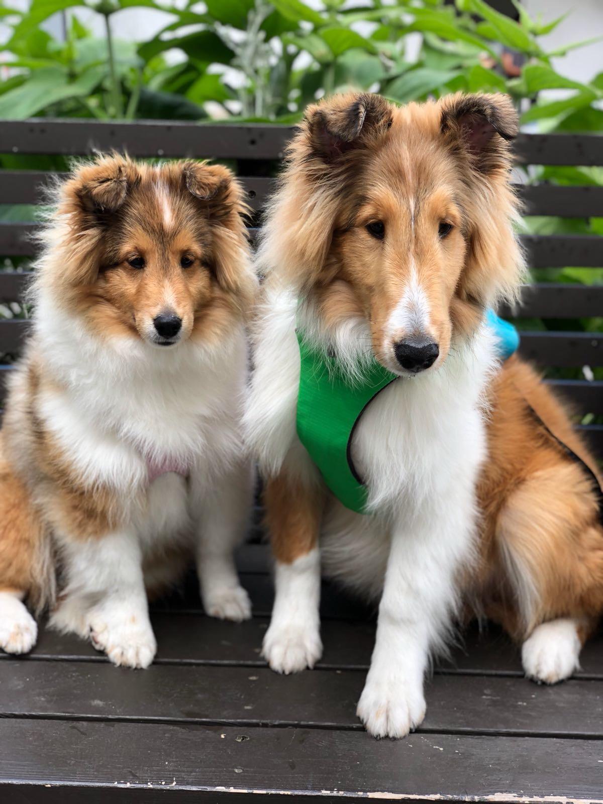 My beautiful shelties. Big brother Jack and baby sister Mochi! (They