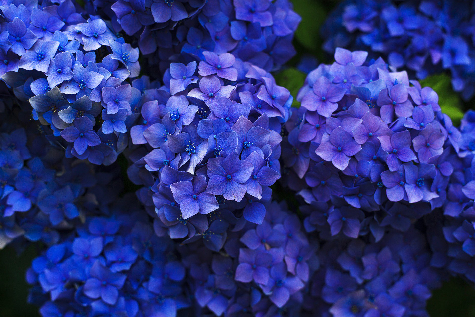 Some types of Hydrangea are natural pH indicators; they produce blue