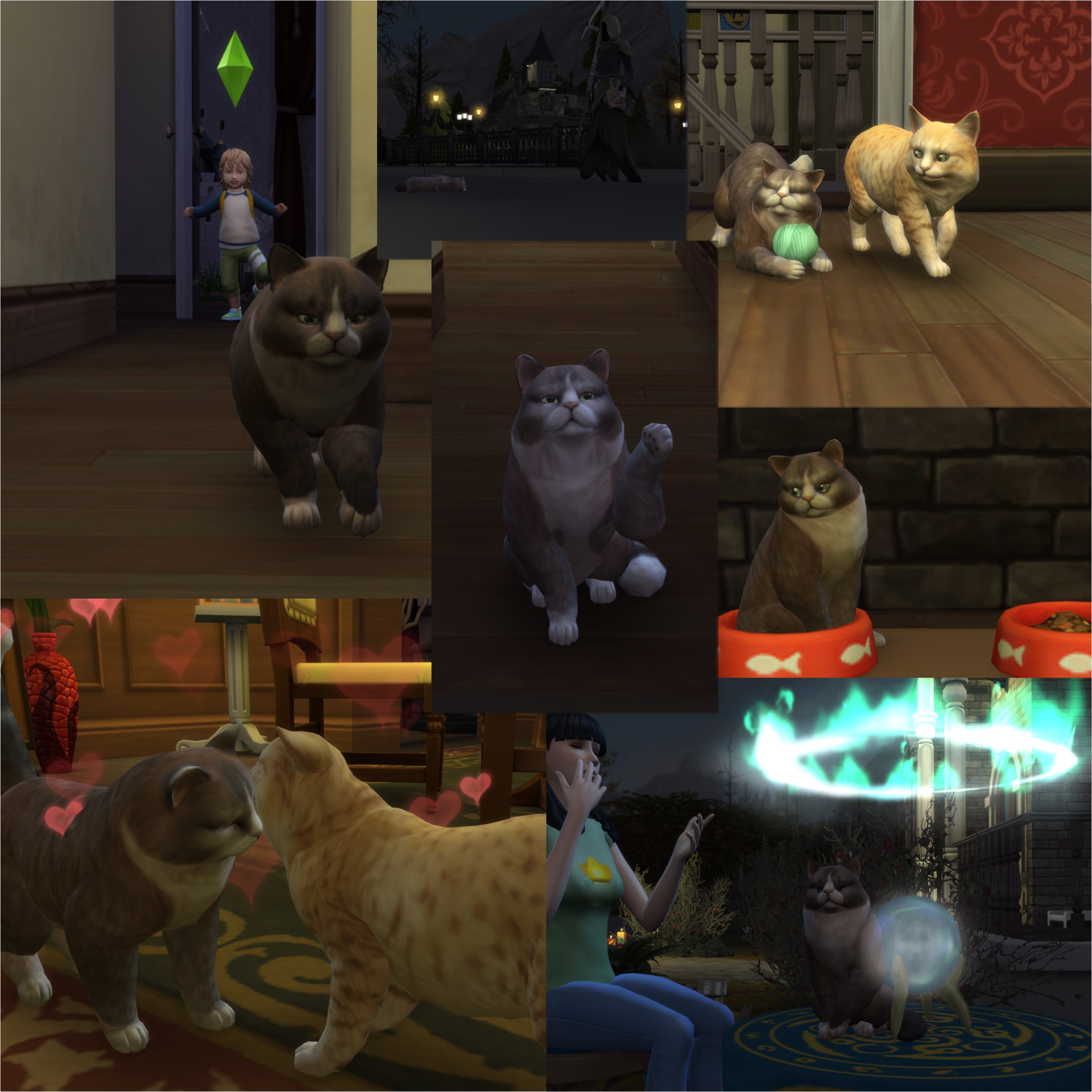 A few days ago I posted pictures of Lulu the cat sitting on food. He