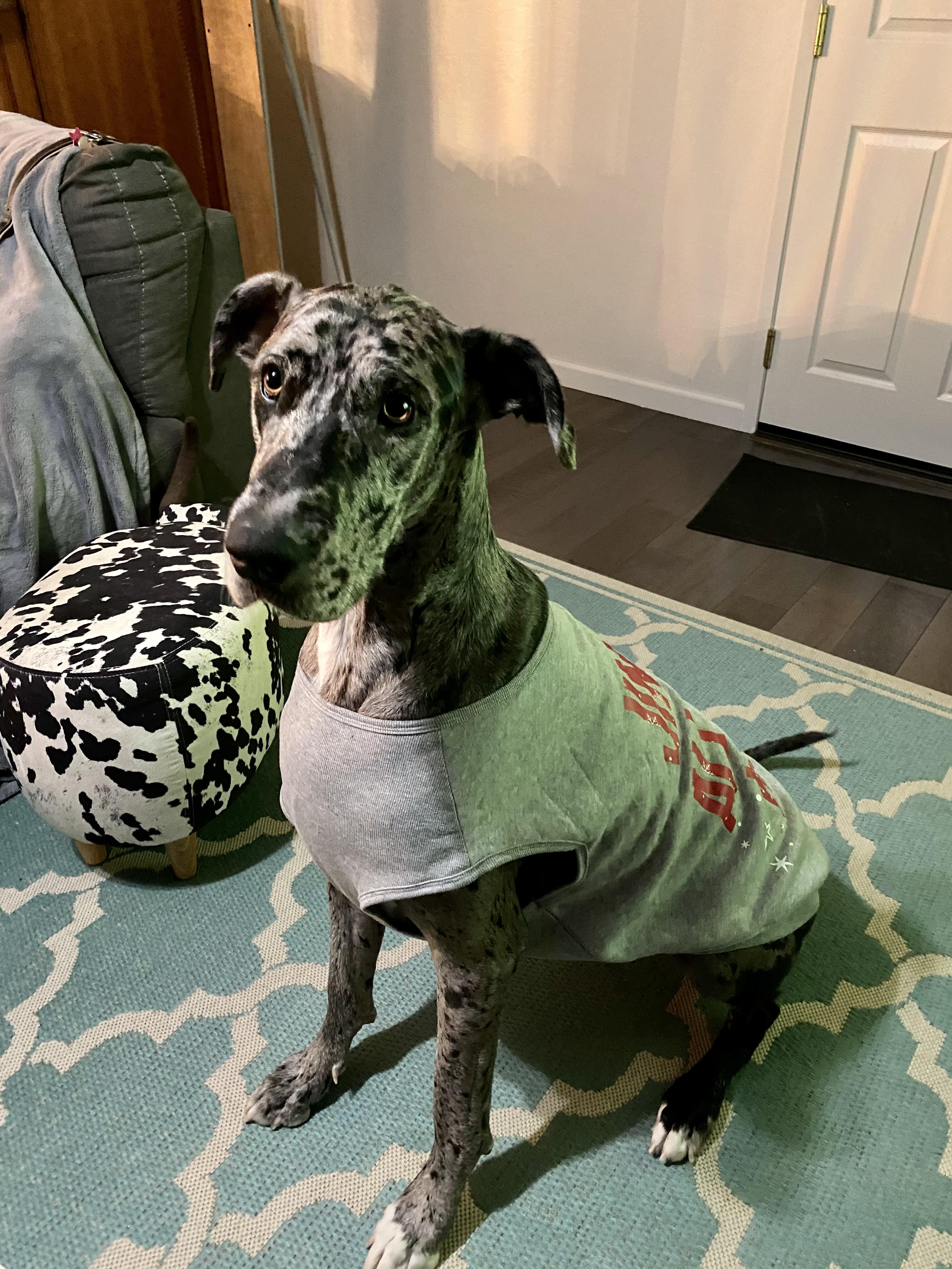 Can confirm..XL Target dog sweaters and pajamas fit Great Danes! This