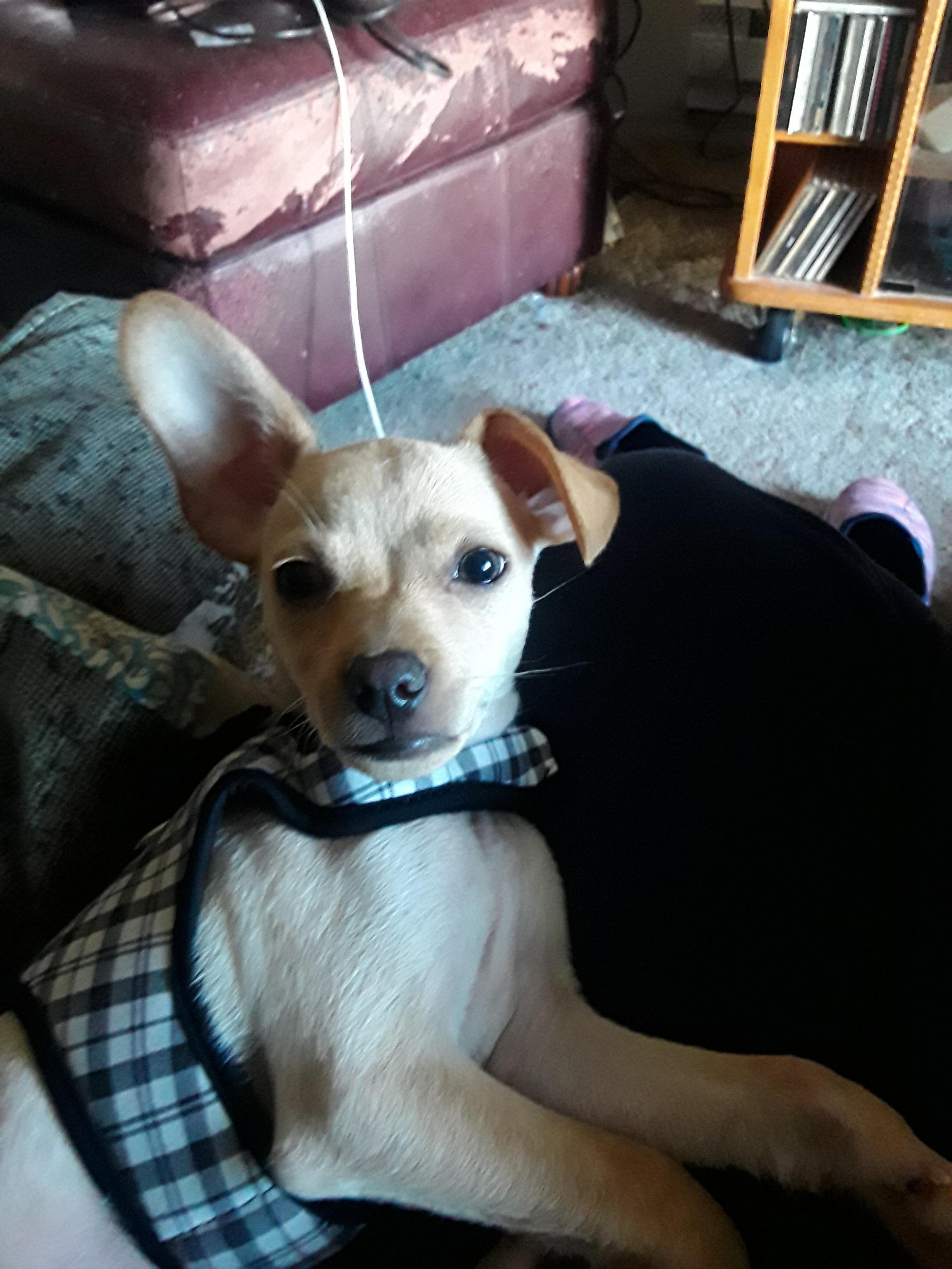 My puppy. 9 weeks old. ) r/Chihuahua