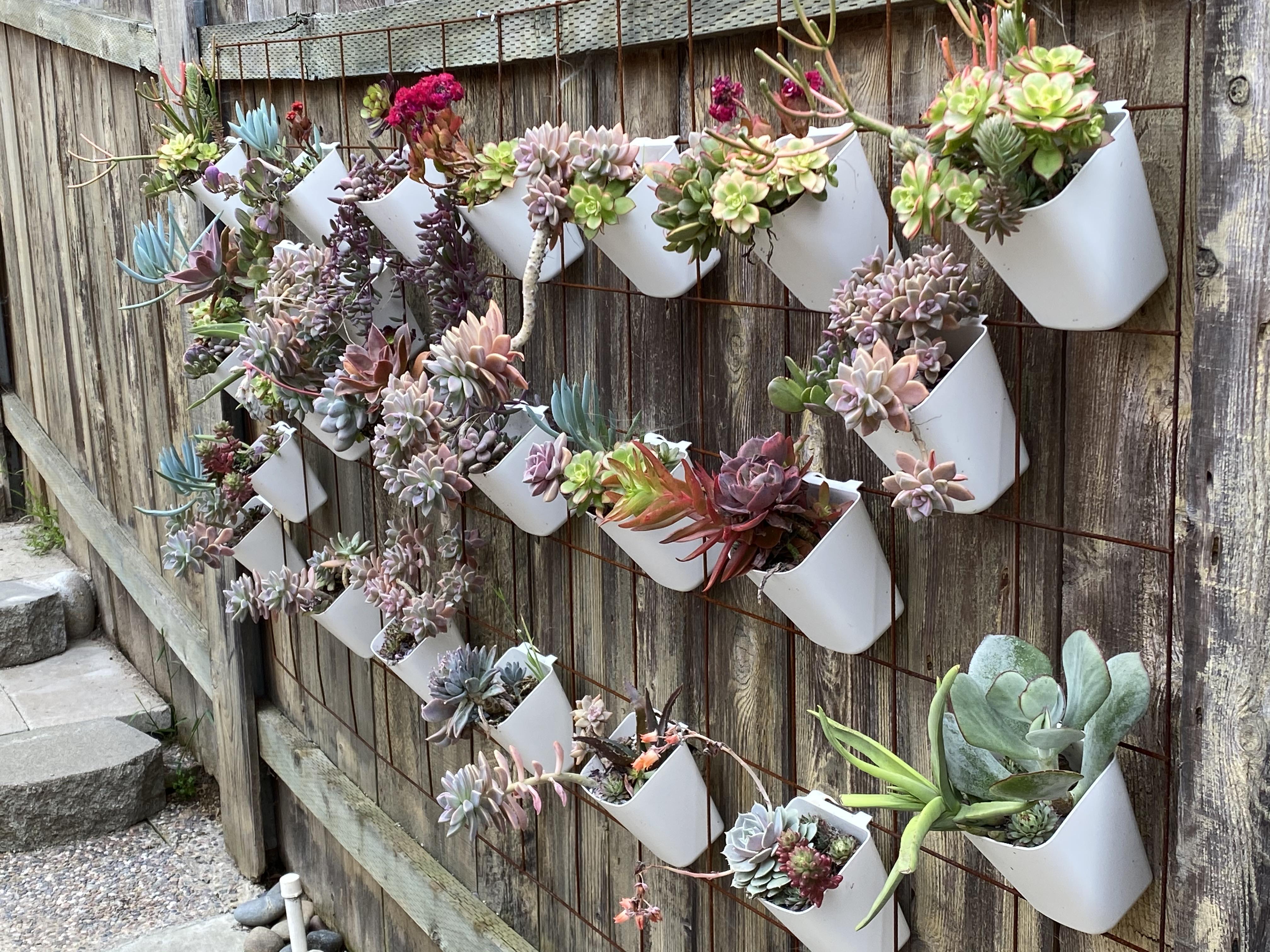 My easy peasy succulent wall. r/succulents