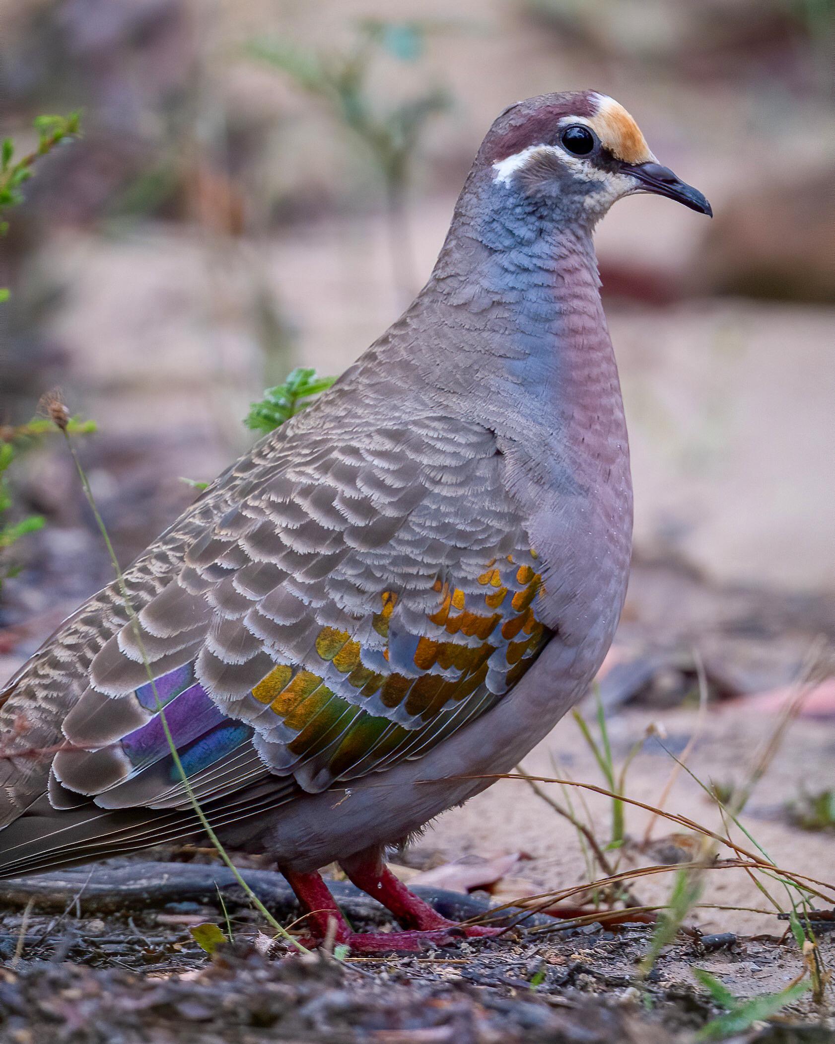 Did you know we have native pigeons? This is a Common Bronzewing that I