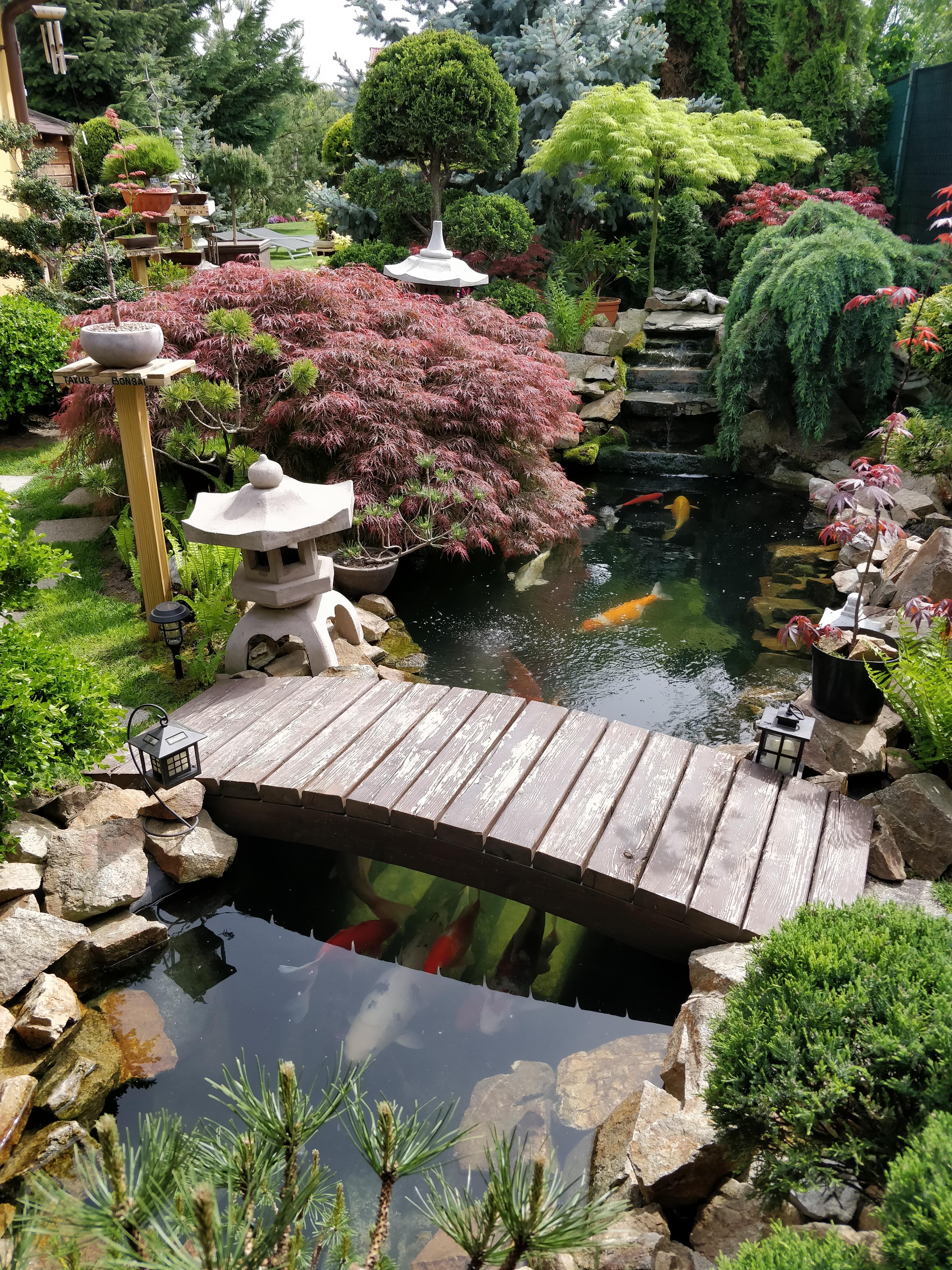 I'm back with another photo of my dad's Japanese garden on the first