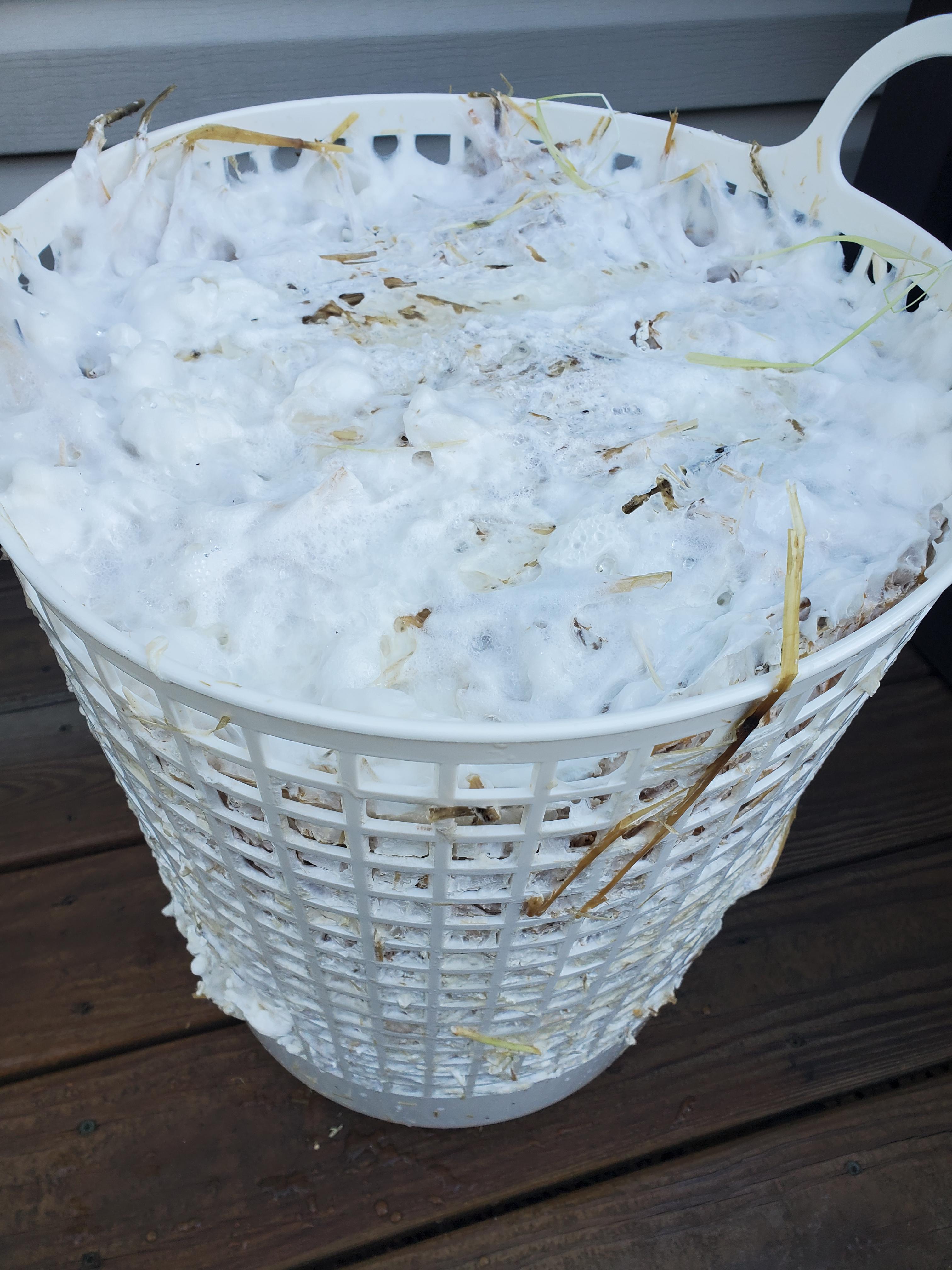 [Gourmet] My first time growing mushrooms and I uncovered the laundry