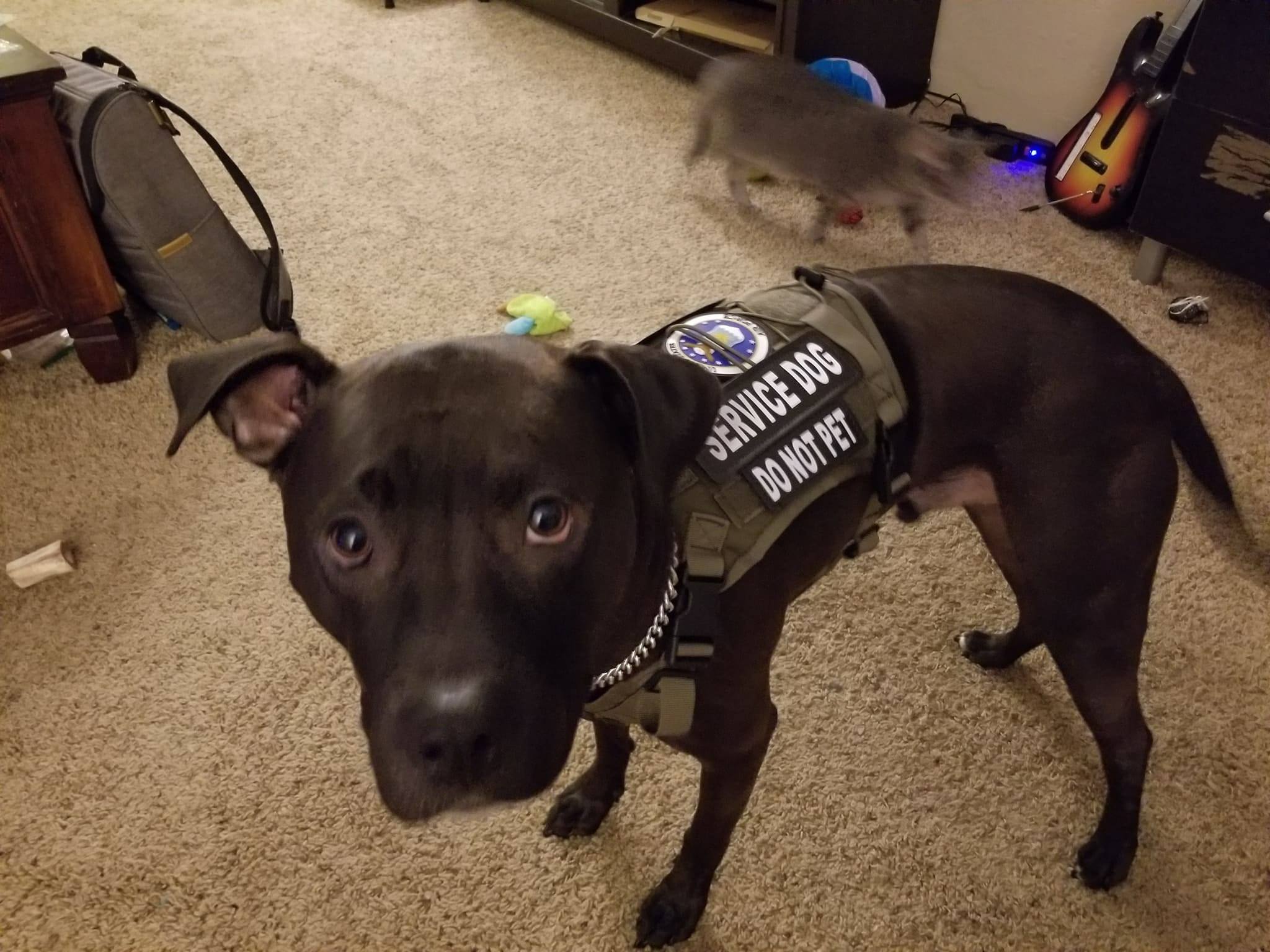 I don't think he's happy about his new vest r/pitbulls