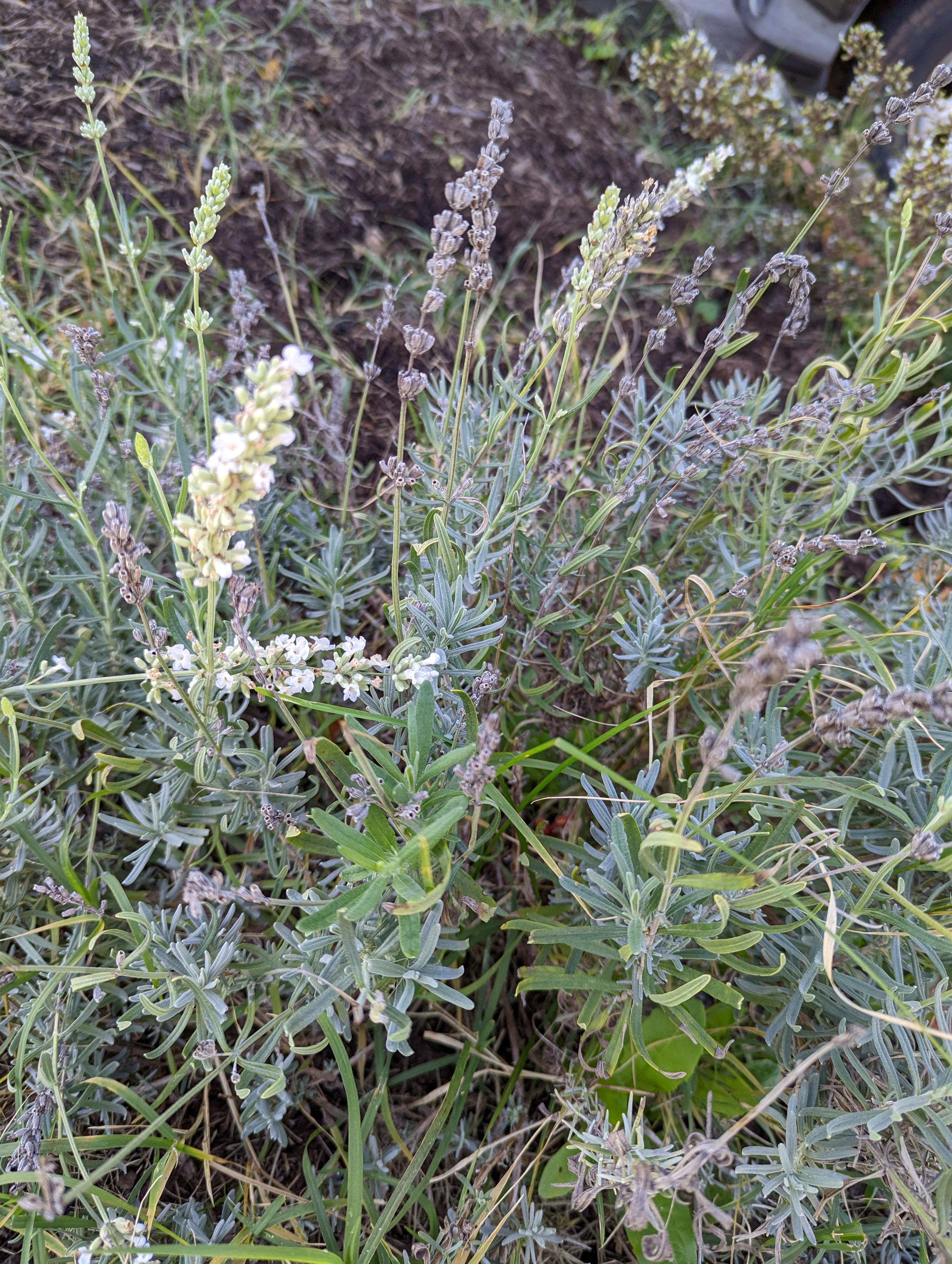 Rosemary? Planted next to oregano and thyme. r/whatsthisplant