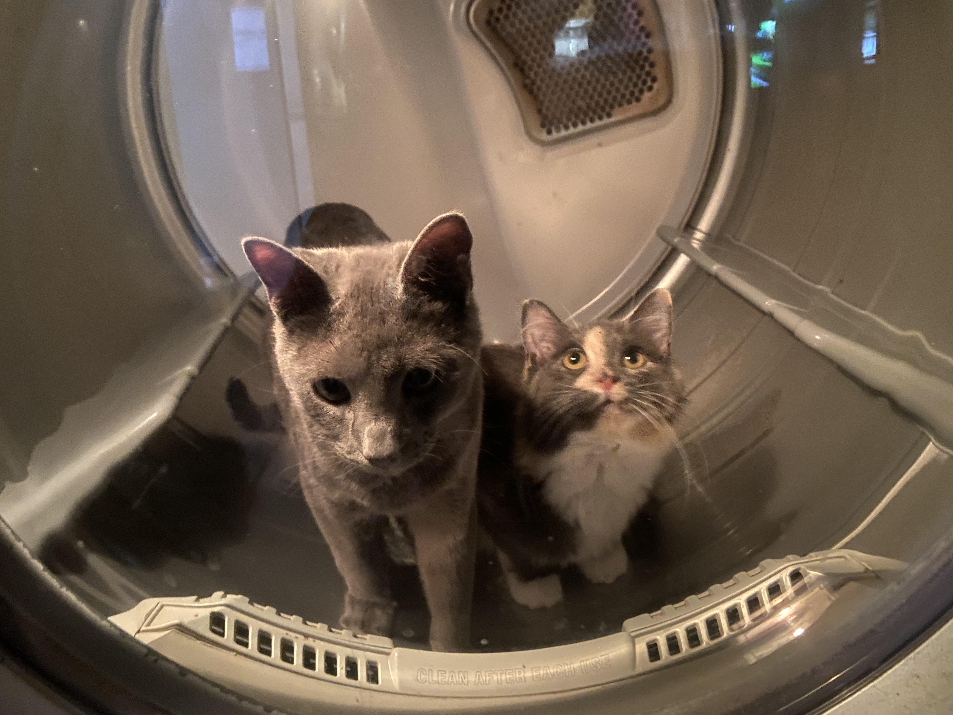 So this is the dryer r/cats