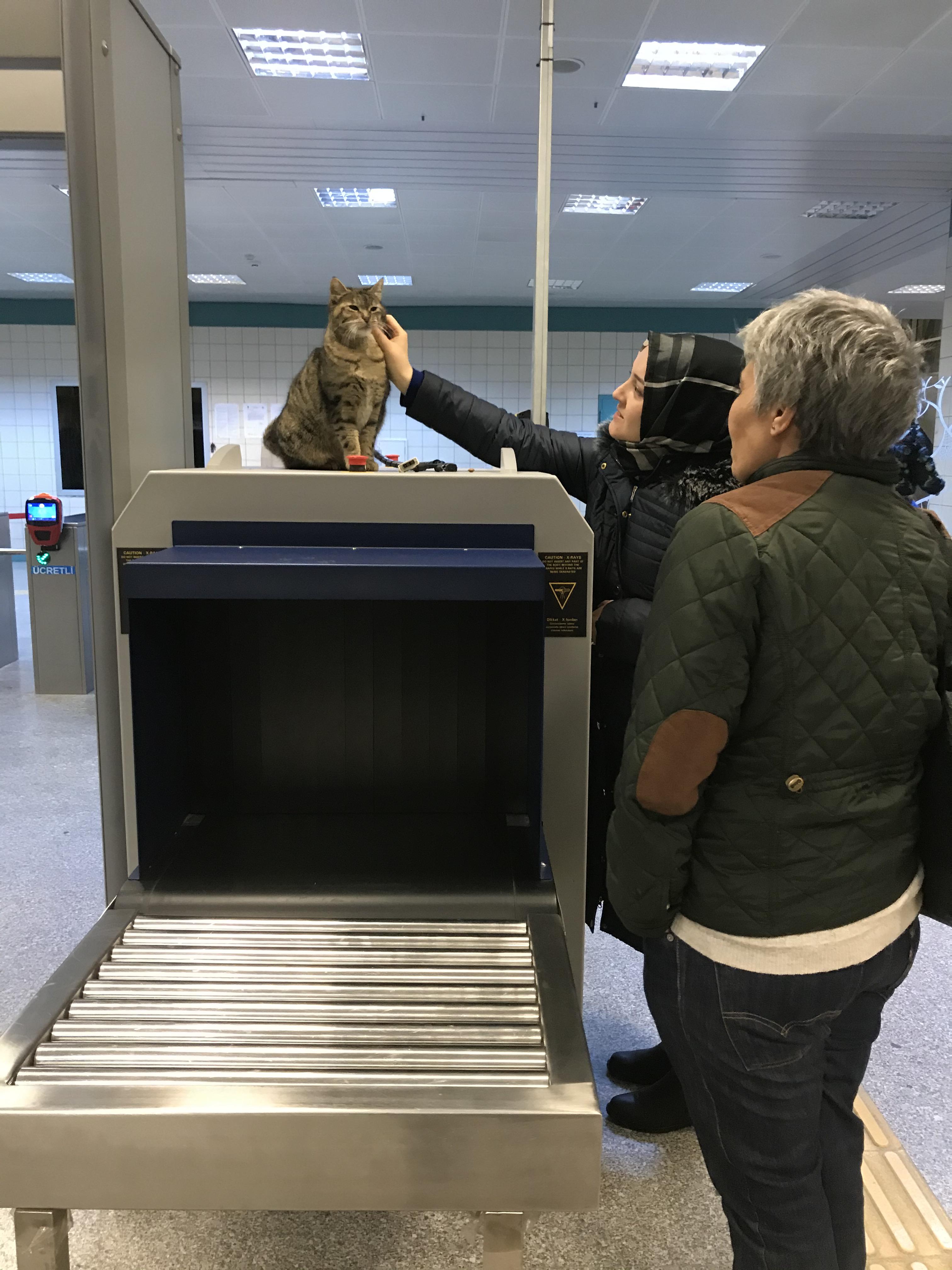 Looks like more and more subway stations hire security cats in Turkey