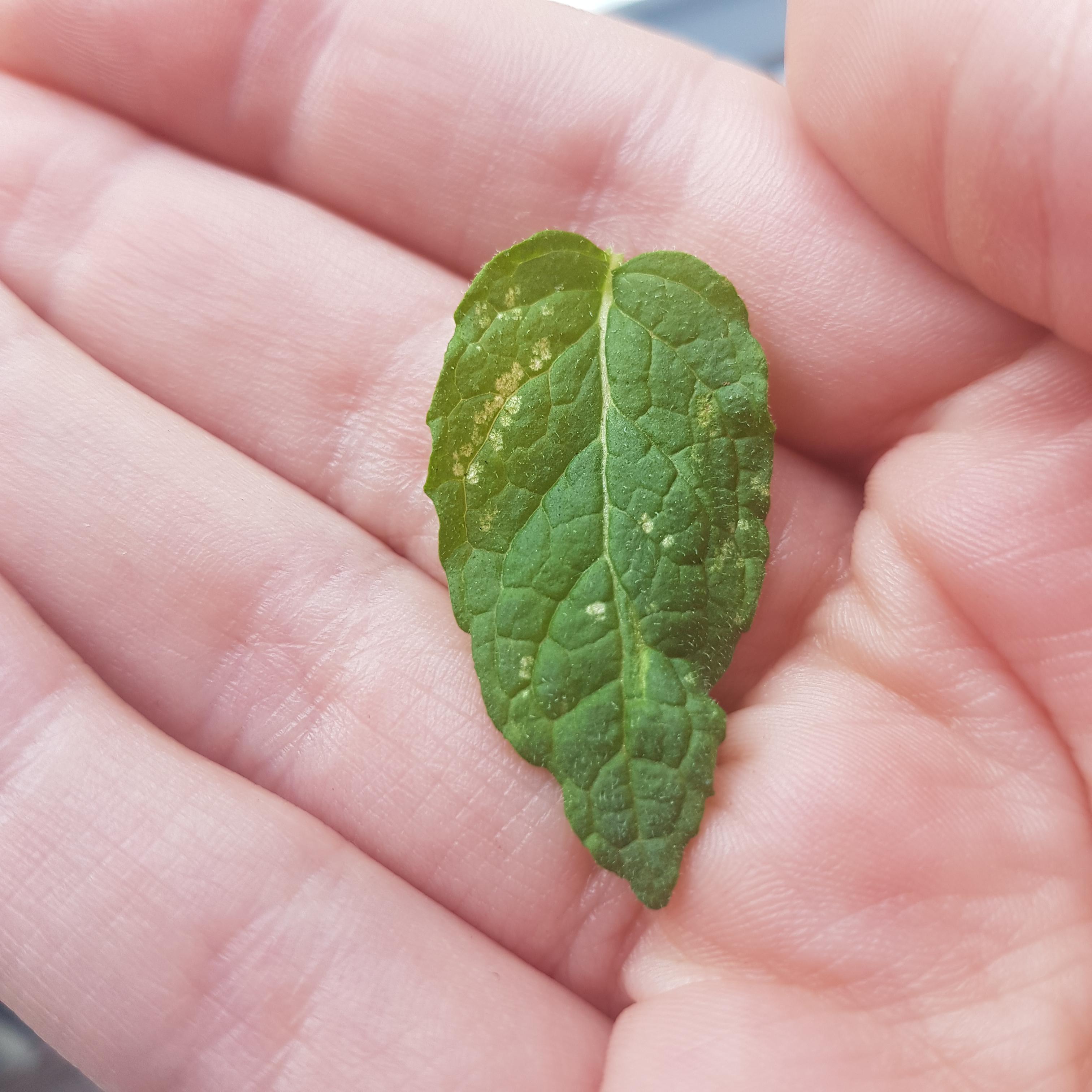What is this on my mint? Fungus or bugs?? I sprayed diluted apple cider