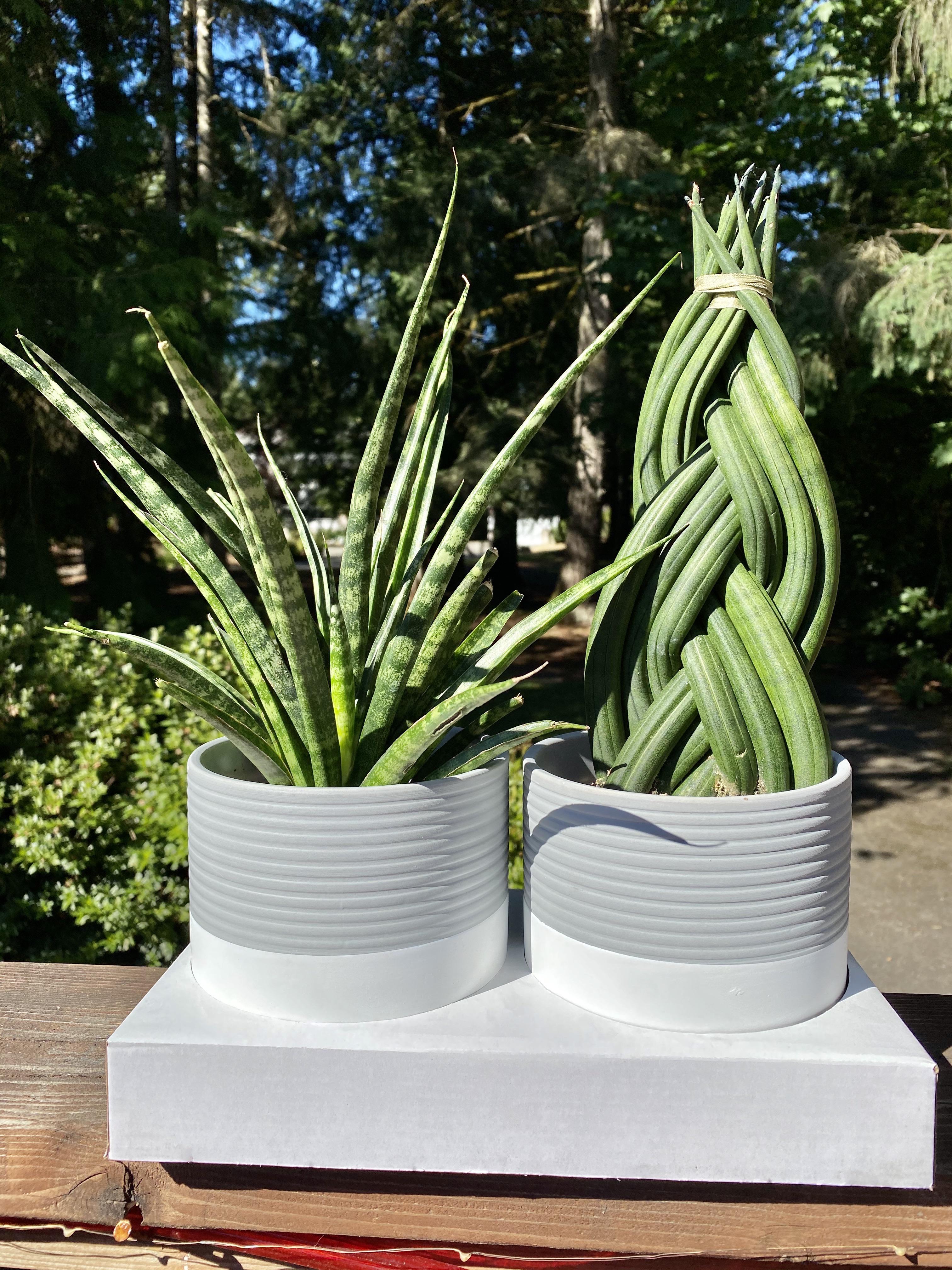 My new friends from Costco! 23.99 for them both, with the pots! r