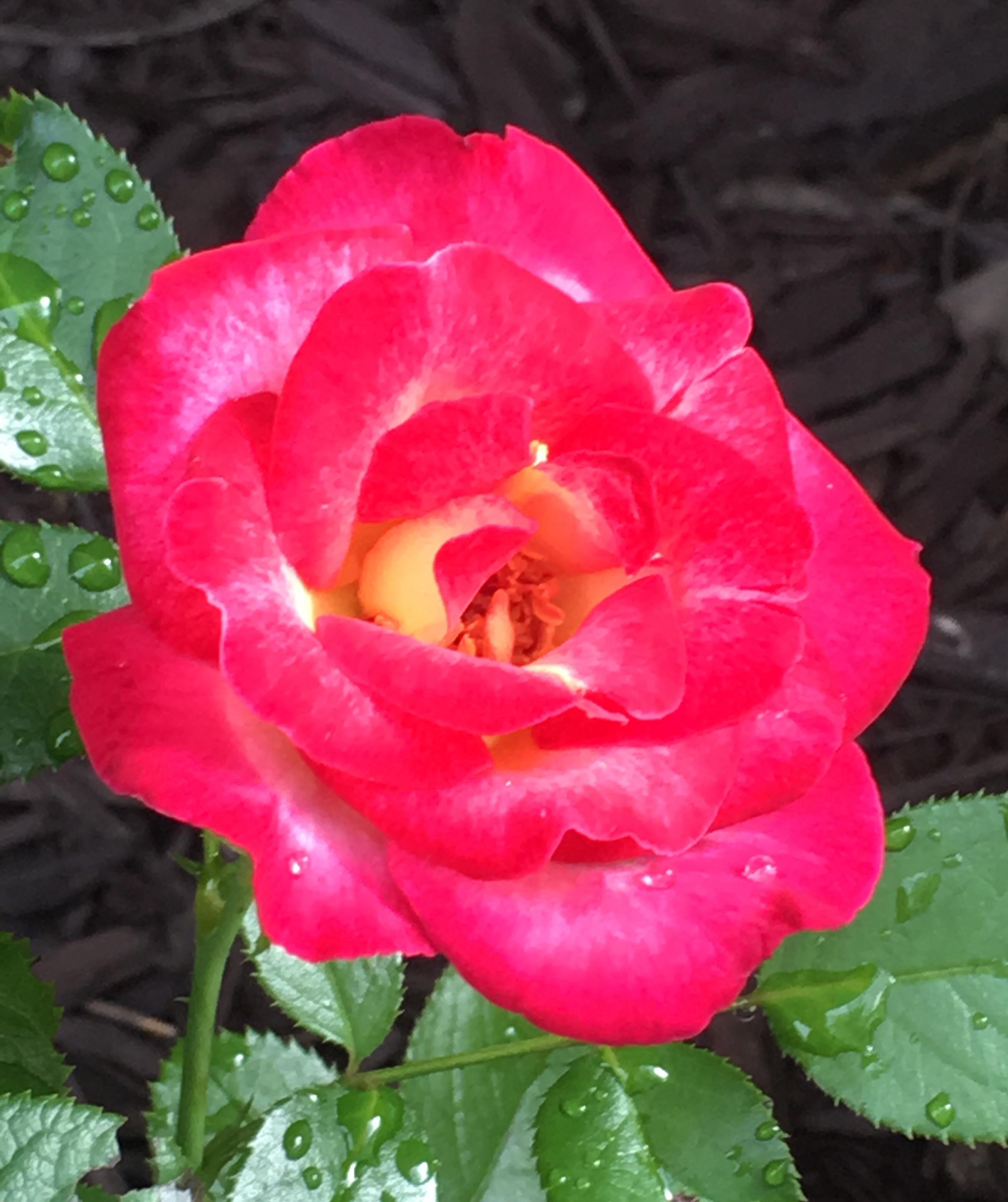 After a morning rain in bright sunlight r/Roses