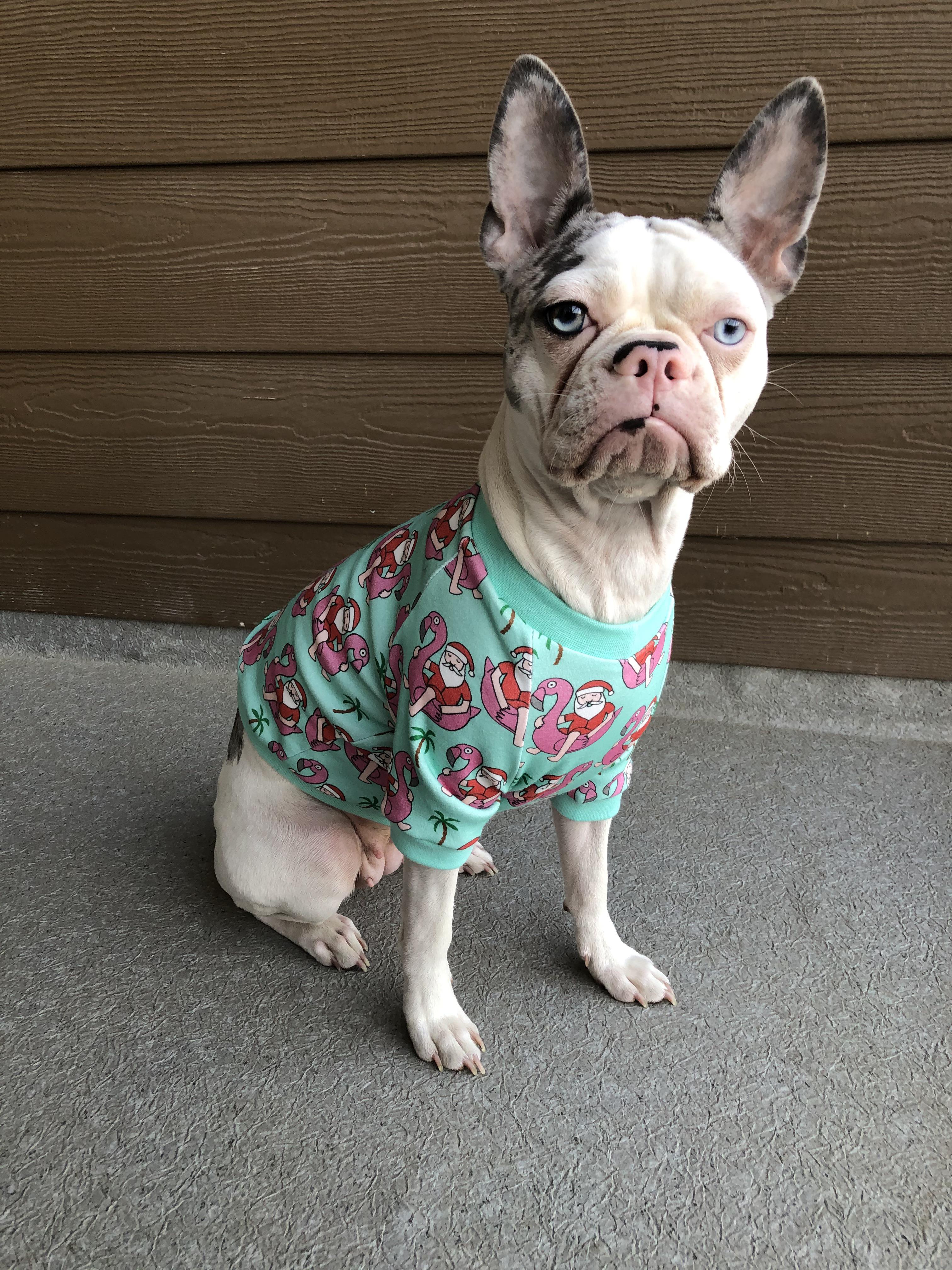 Blanche hates modelling for my dog sweater shop, so I have to bribe her