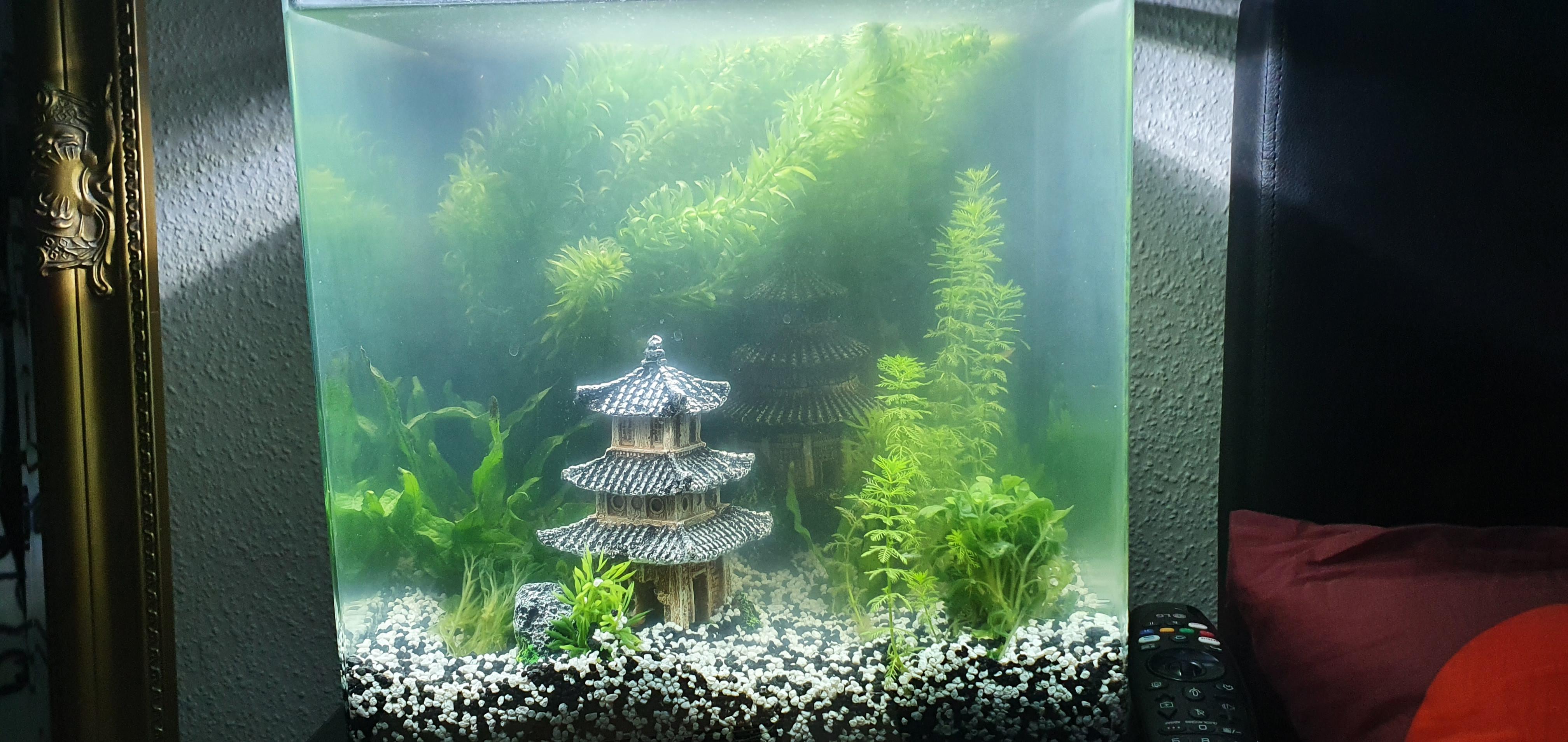 I recently (1 week ago) set up my very first aquarium. After bout 4