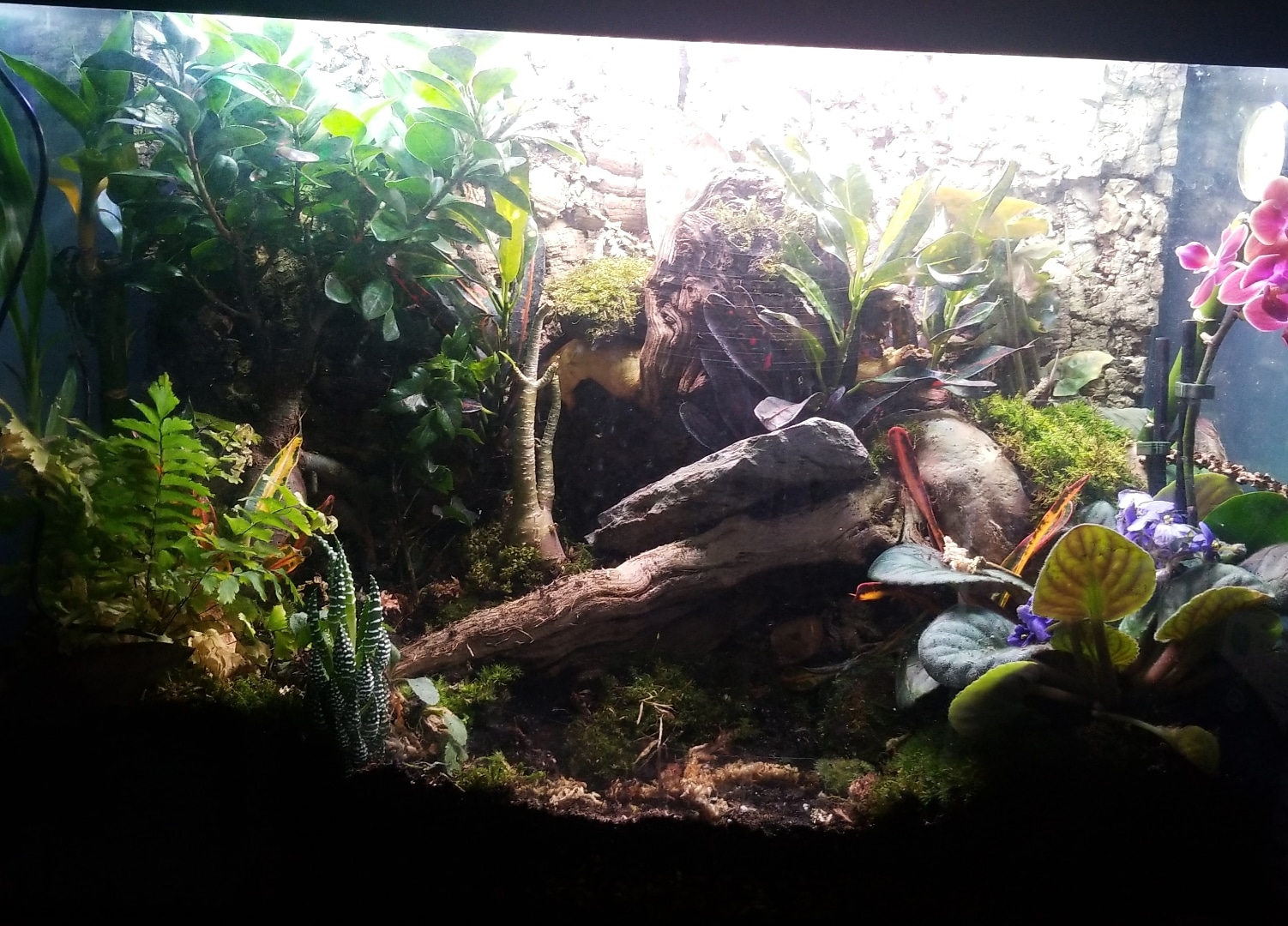 my crested geckos terrarium! r/terrariums