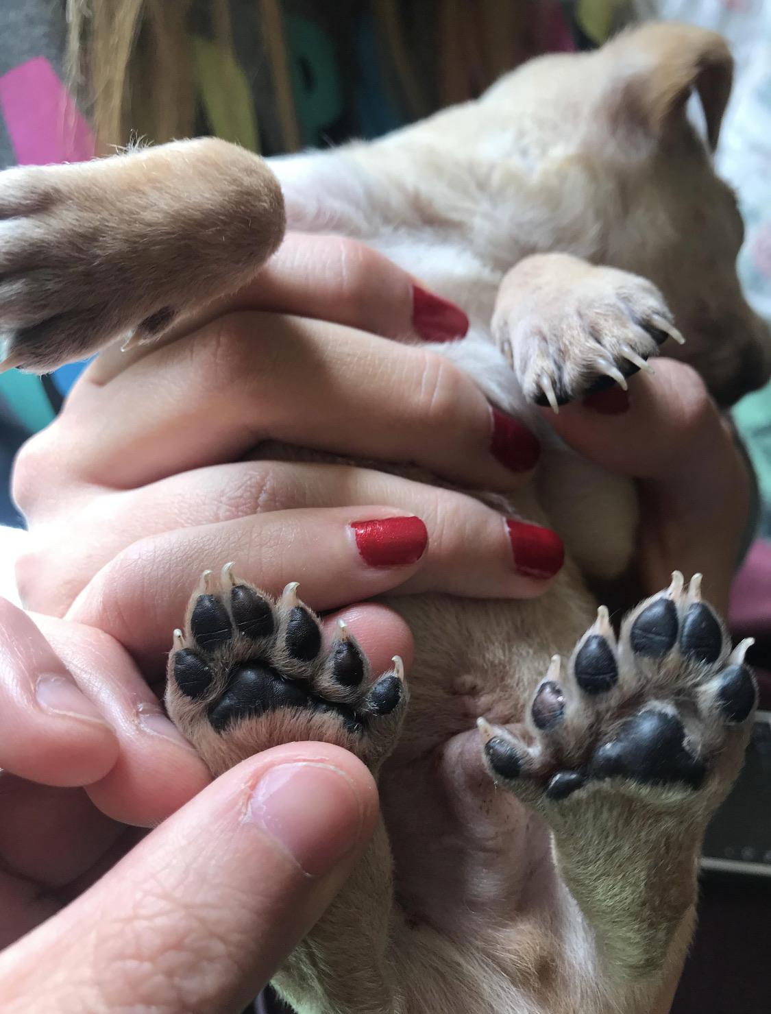 Of this dog being born with extra toes on each foot nevertellmetheodds