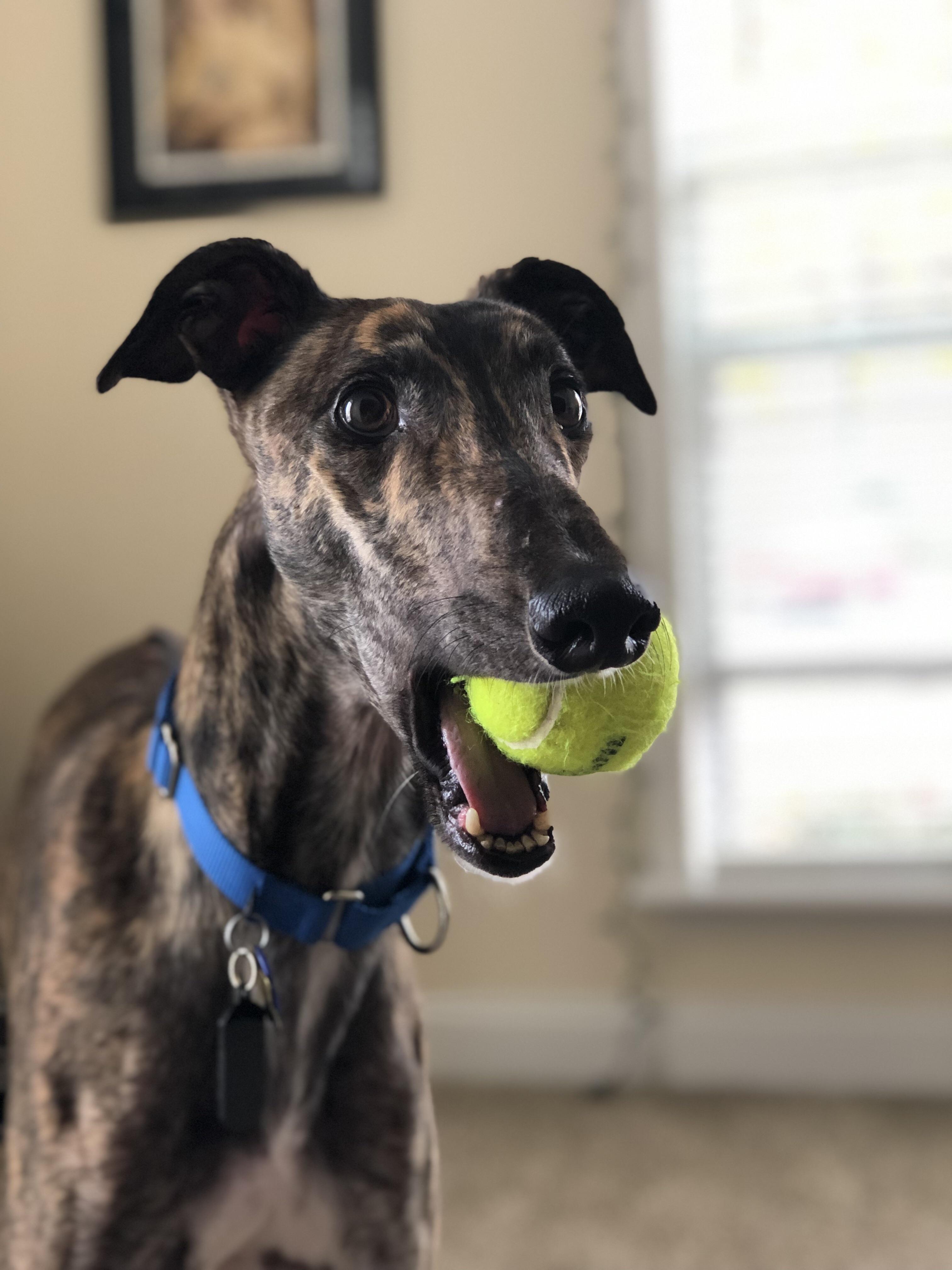 No take. Only throw. r/Greyhounds