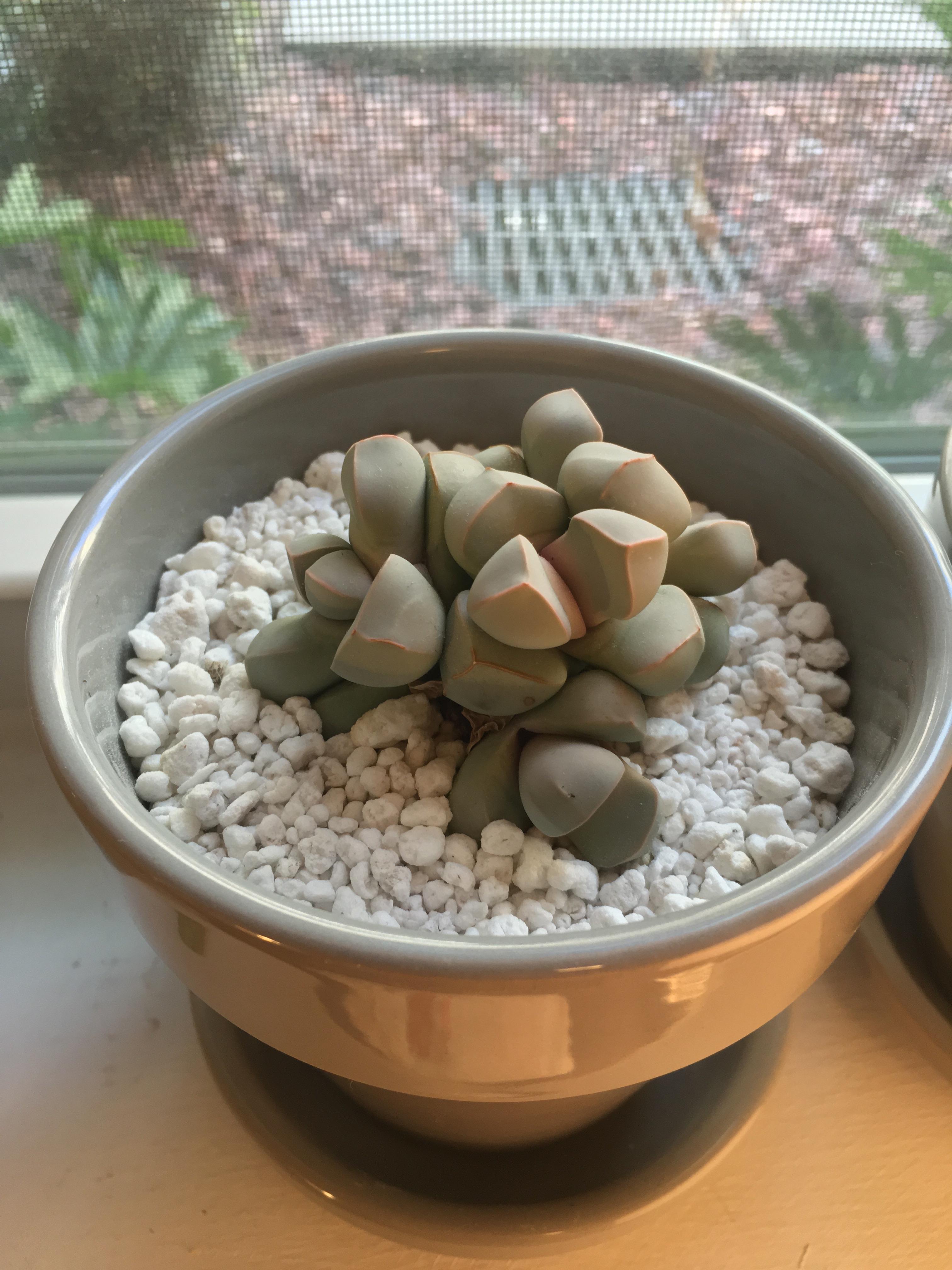 Small Succulent Plant Split Rock Lapidaria Margaretae Looks like rocks