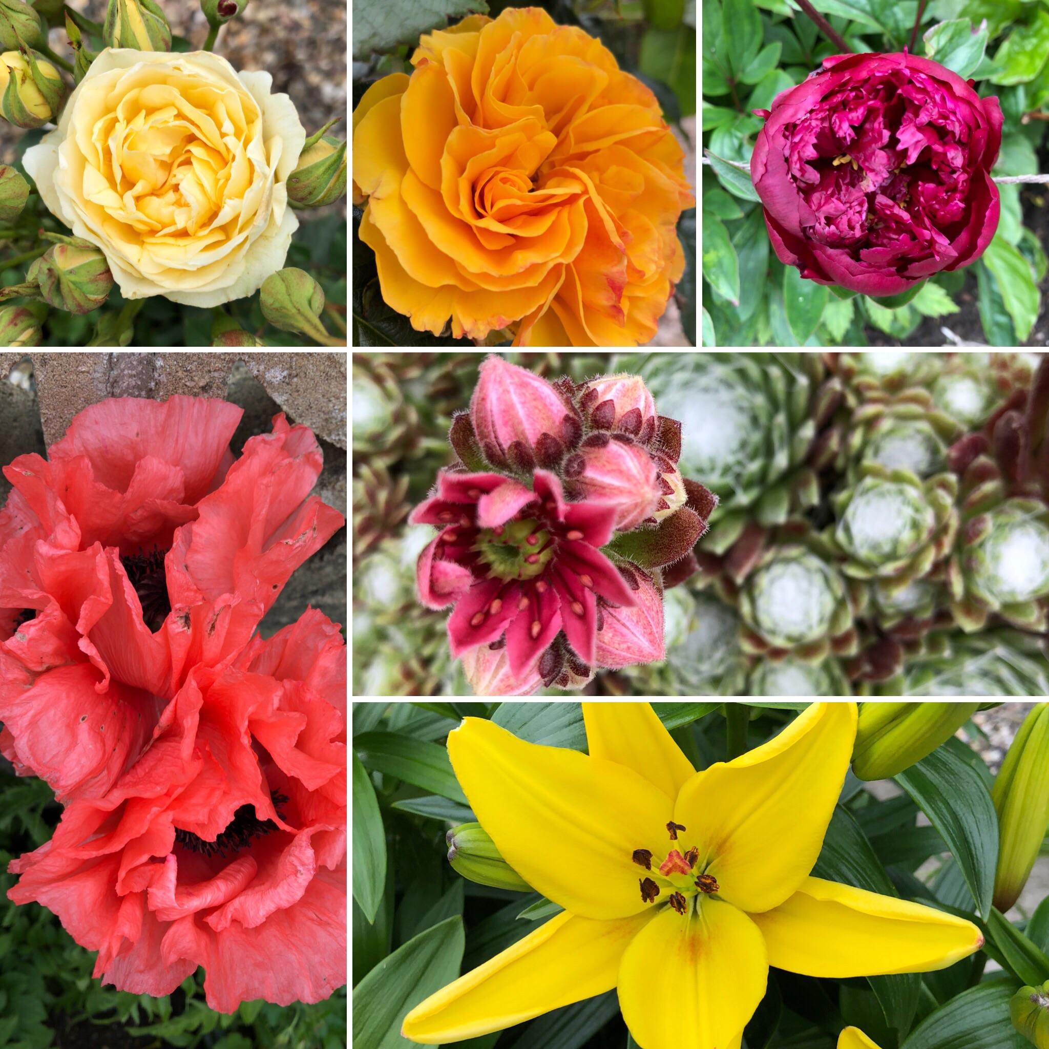 A selection of my favourite flowers from my mother in laws garden