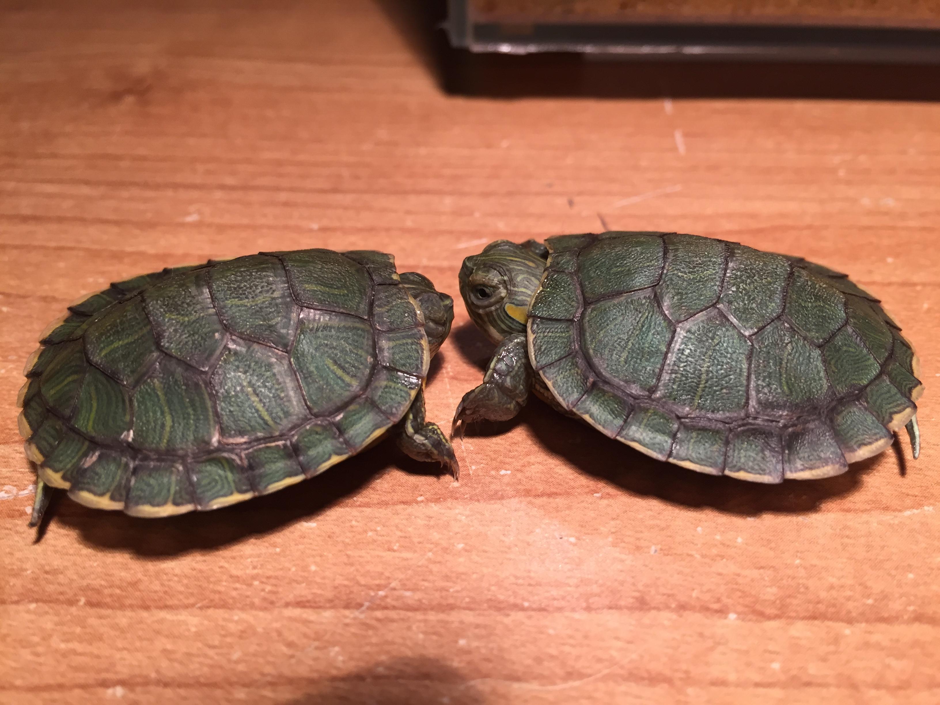 How do my red eared sliders look? Should I worry about the dark growths