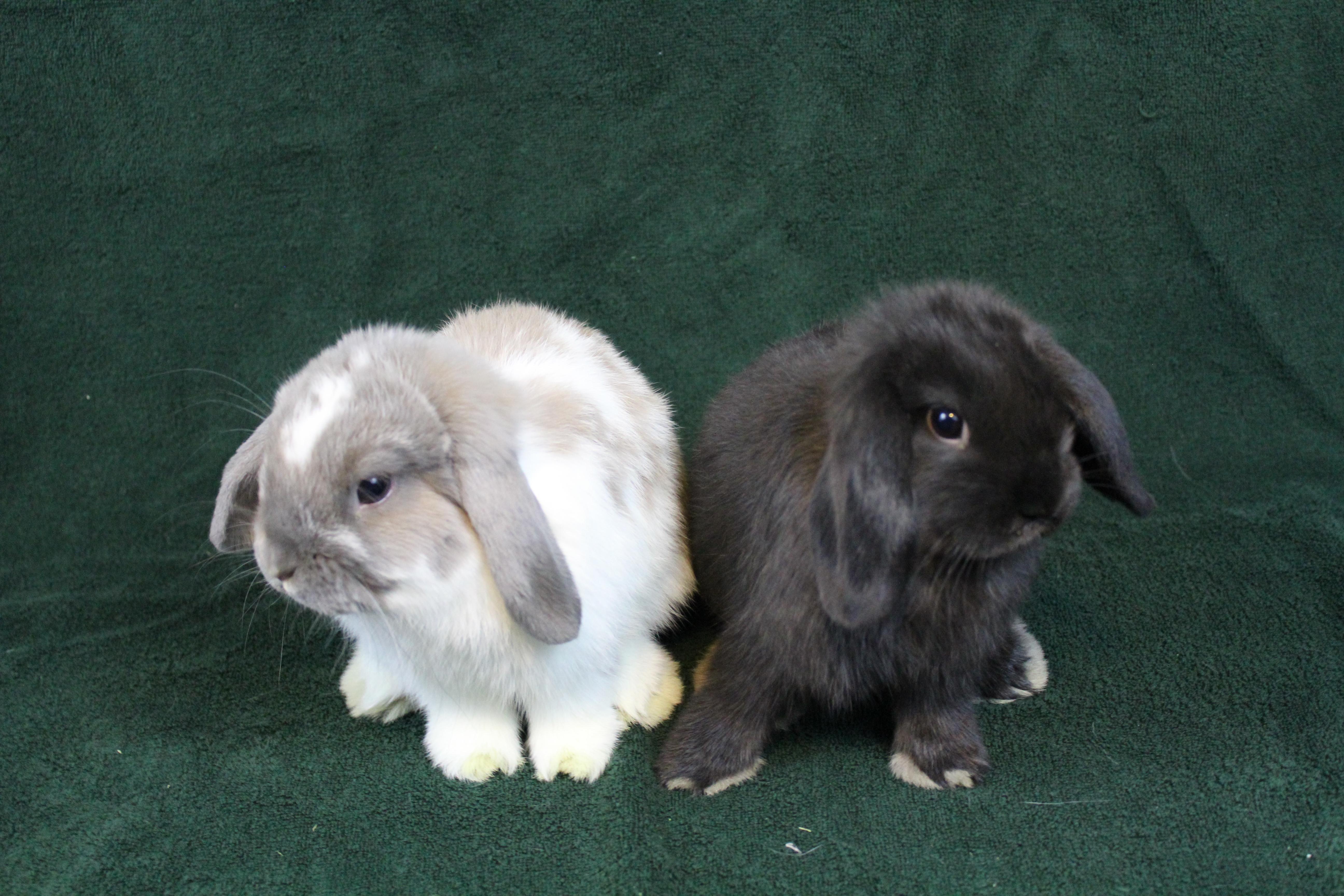 Thought I had two boy bunnies. Just learned otherwise. Meet Trogdor and Poe(ette?) r/Rabbits
