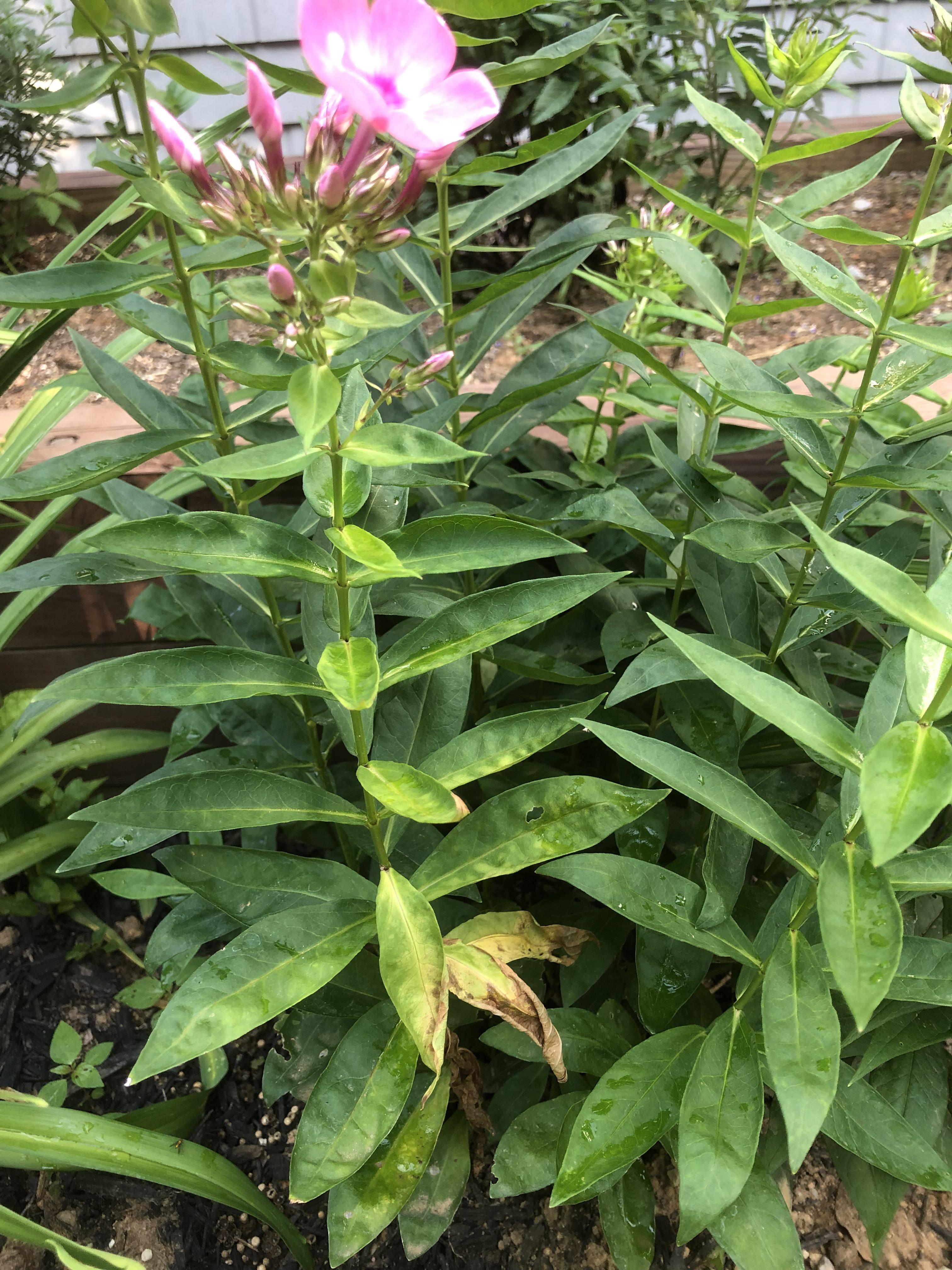 Help! Every year my phlox has it’s leaves start withering and dying and