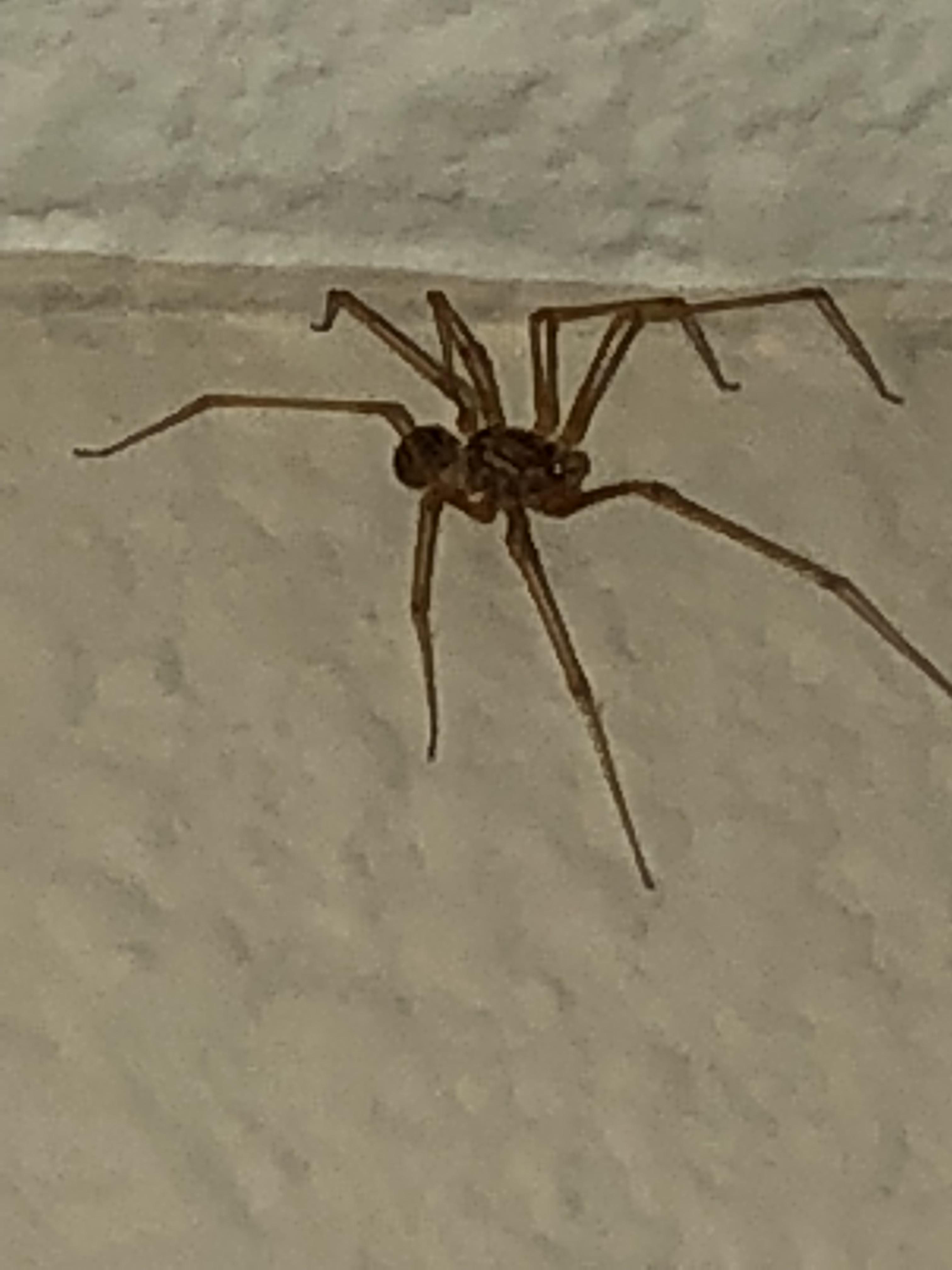 Need help identifying this spider I found above my shower last night in
