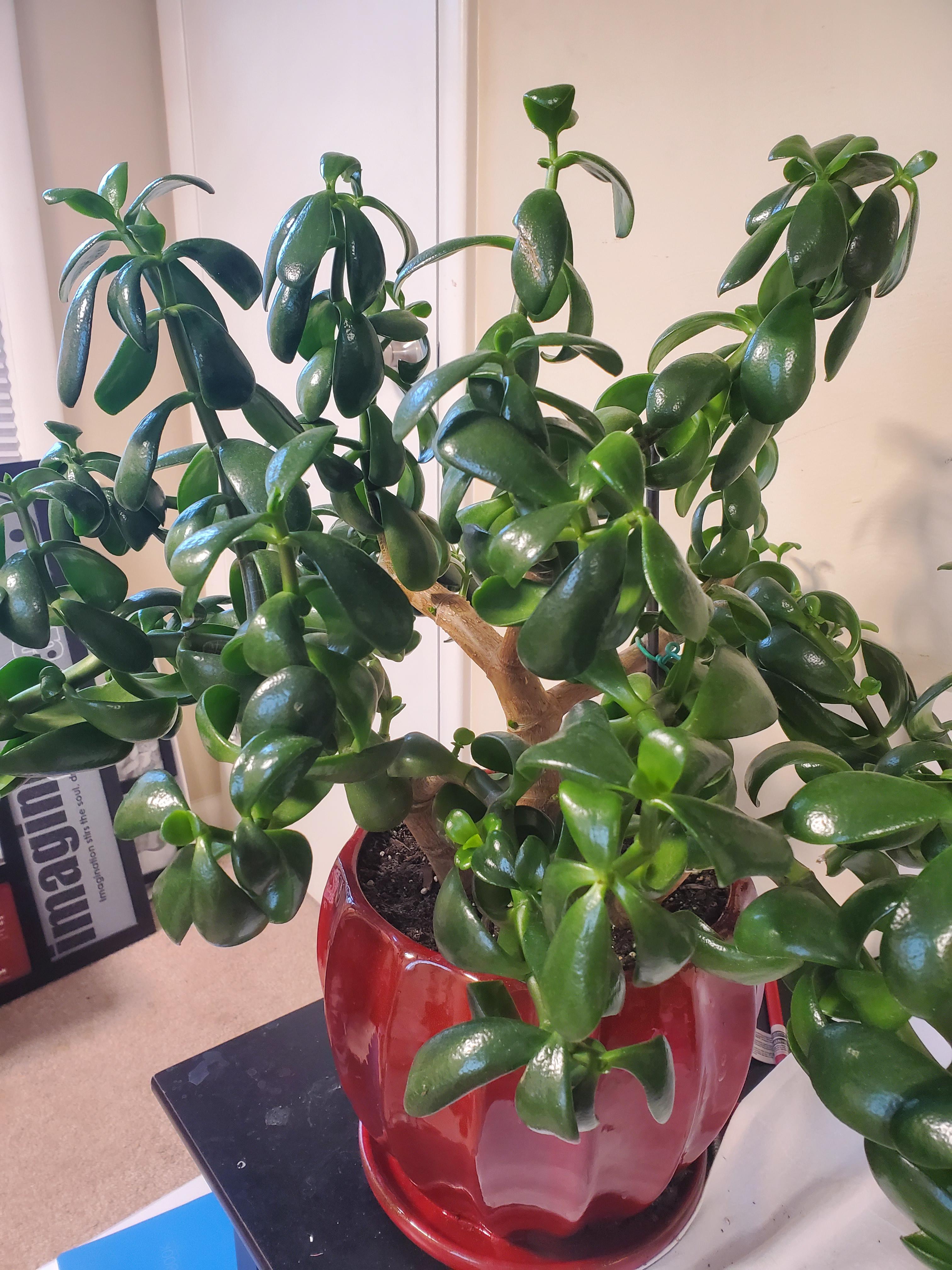 Are the leaves on my Jade plant curling toward the stem from too much