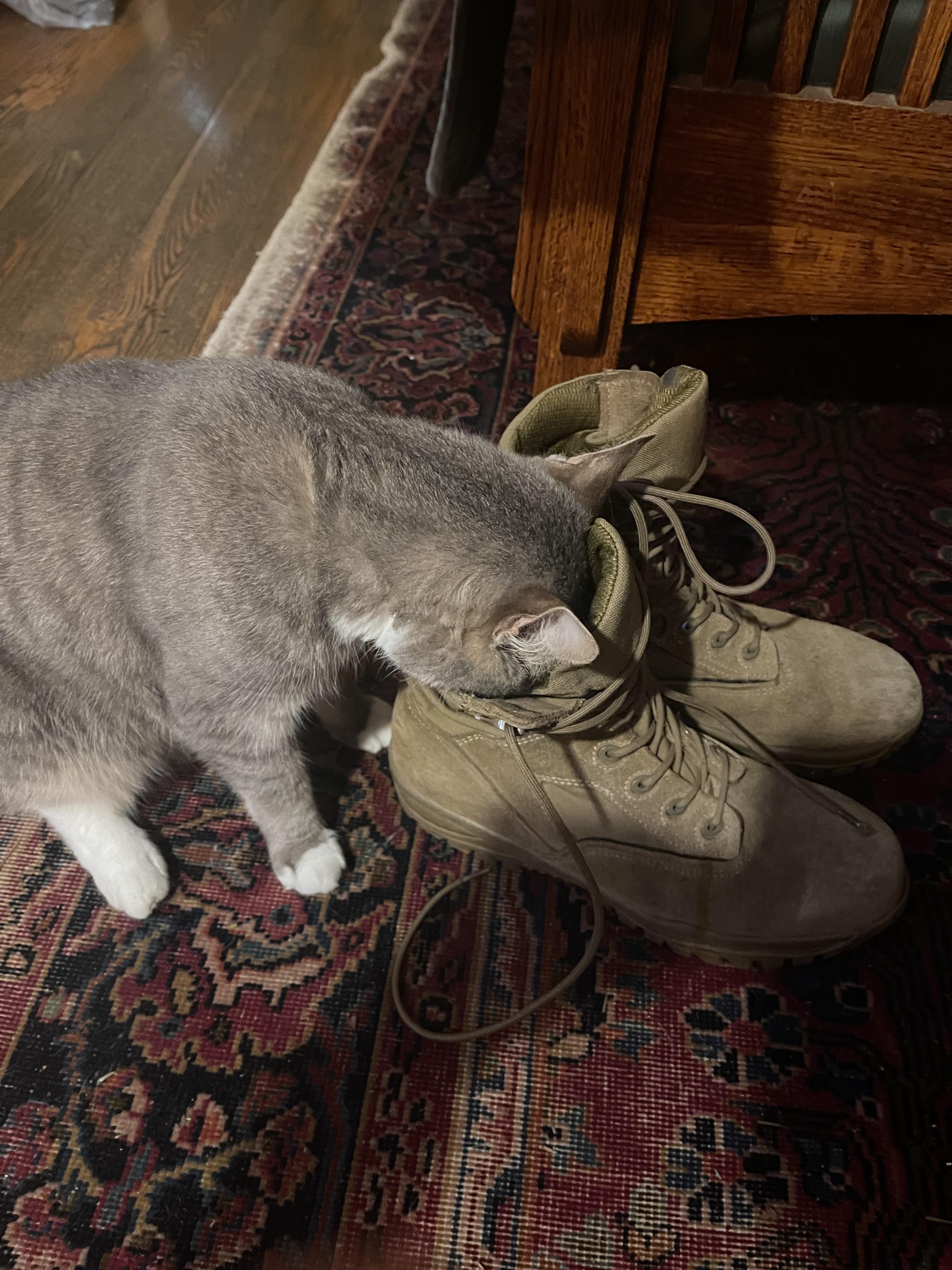 (OC) He REALLY Likes Shoes r/aww