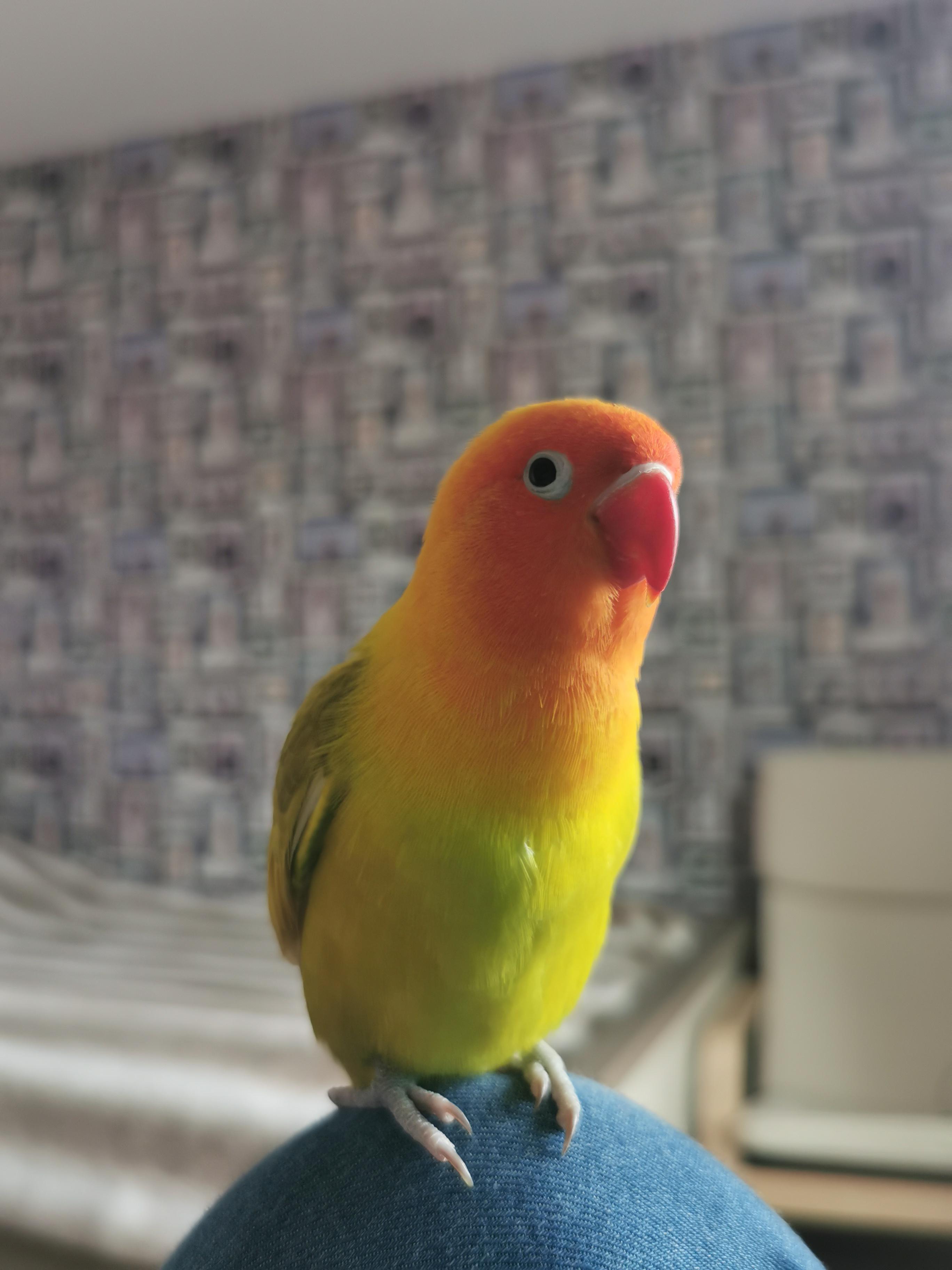 Mango 🥺 r/parrots
