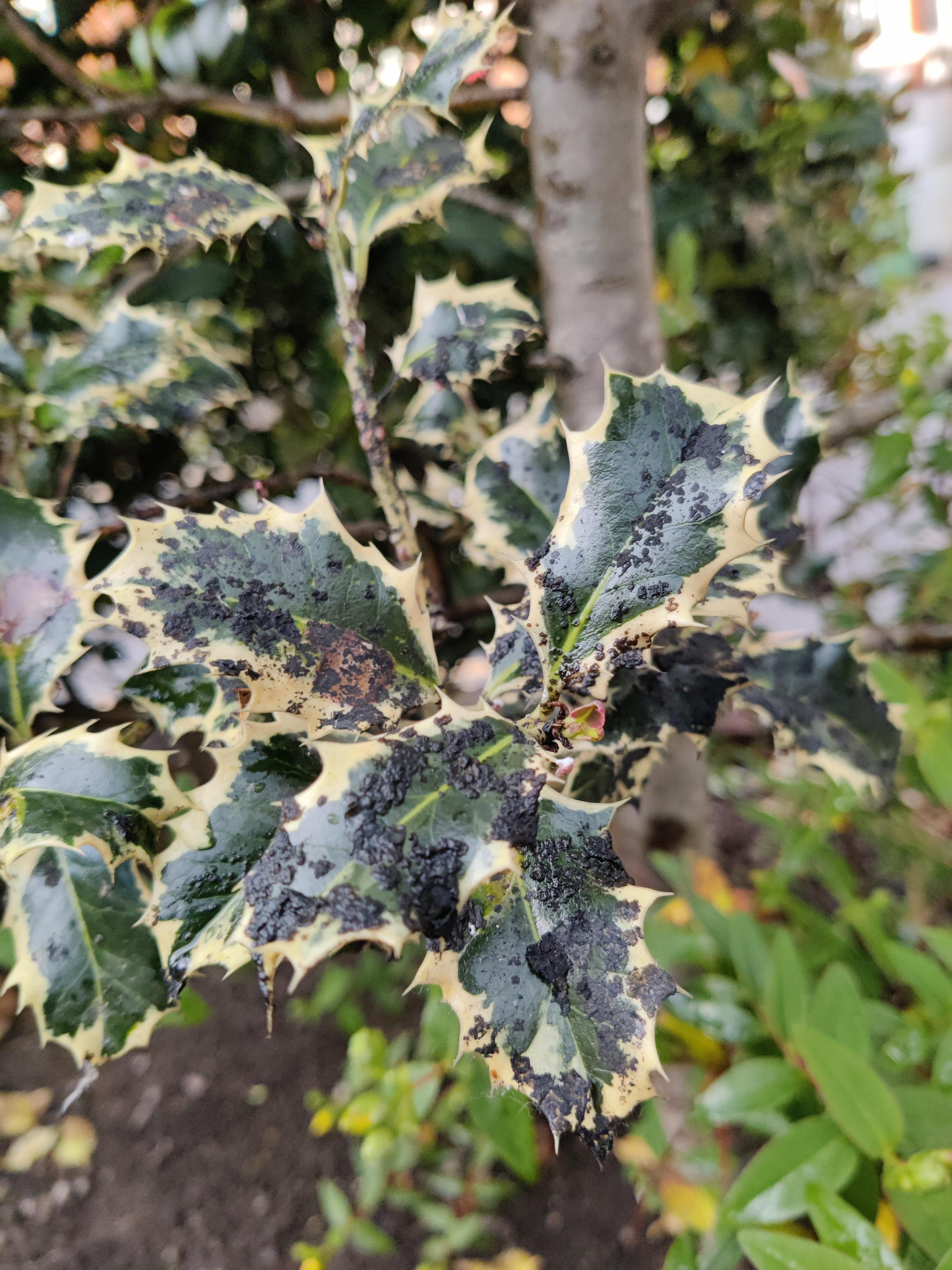 Holly bush, black substance r/gardening