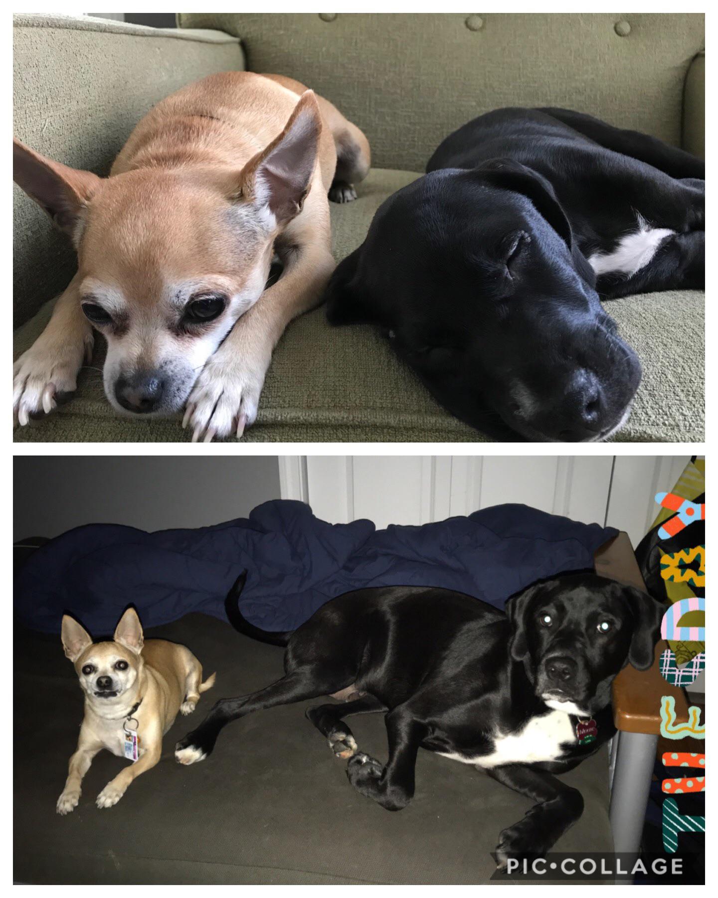 From the same size to a 60 pound difference! r/dogpictures