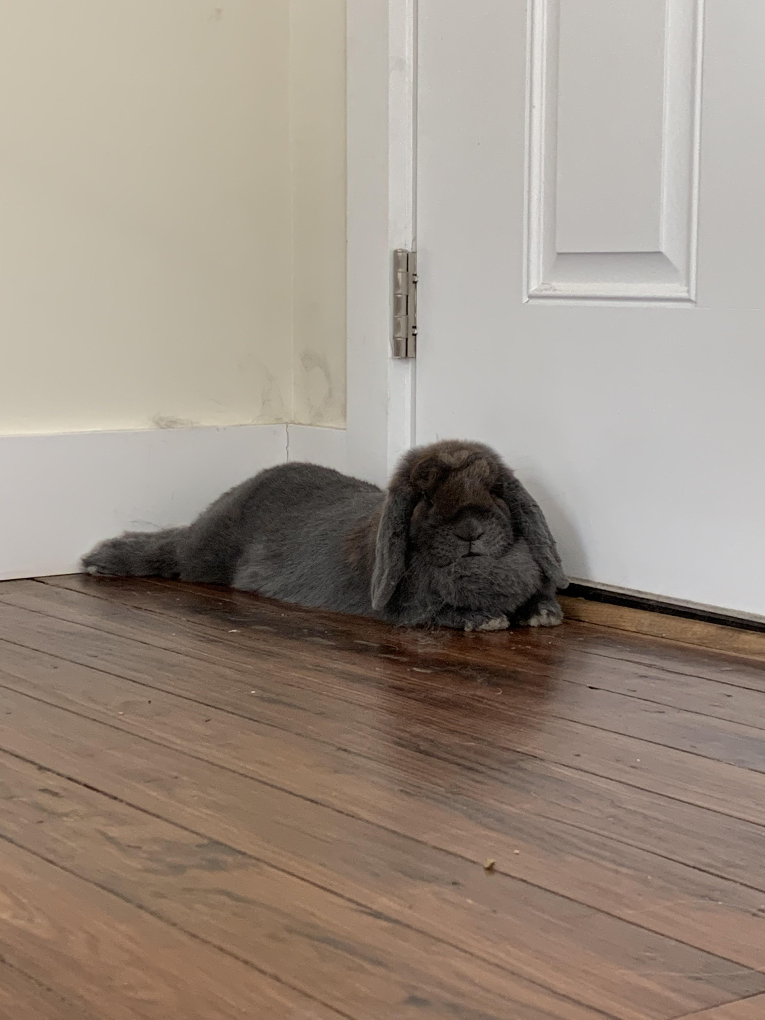 Is my bunny’s dewlap too large for her breed? She is a Holland Lop, so