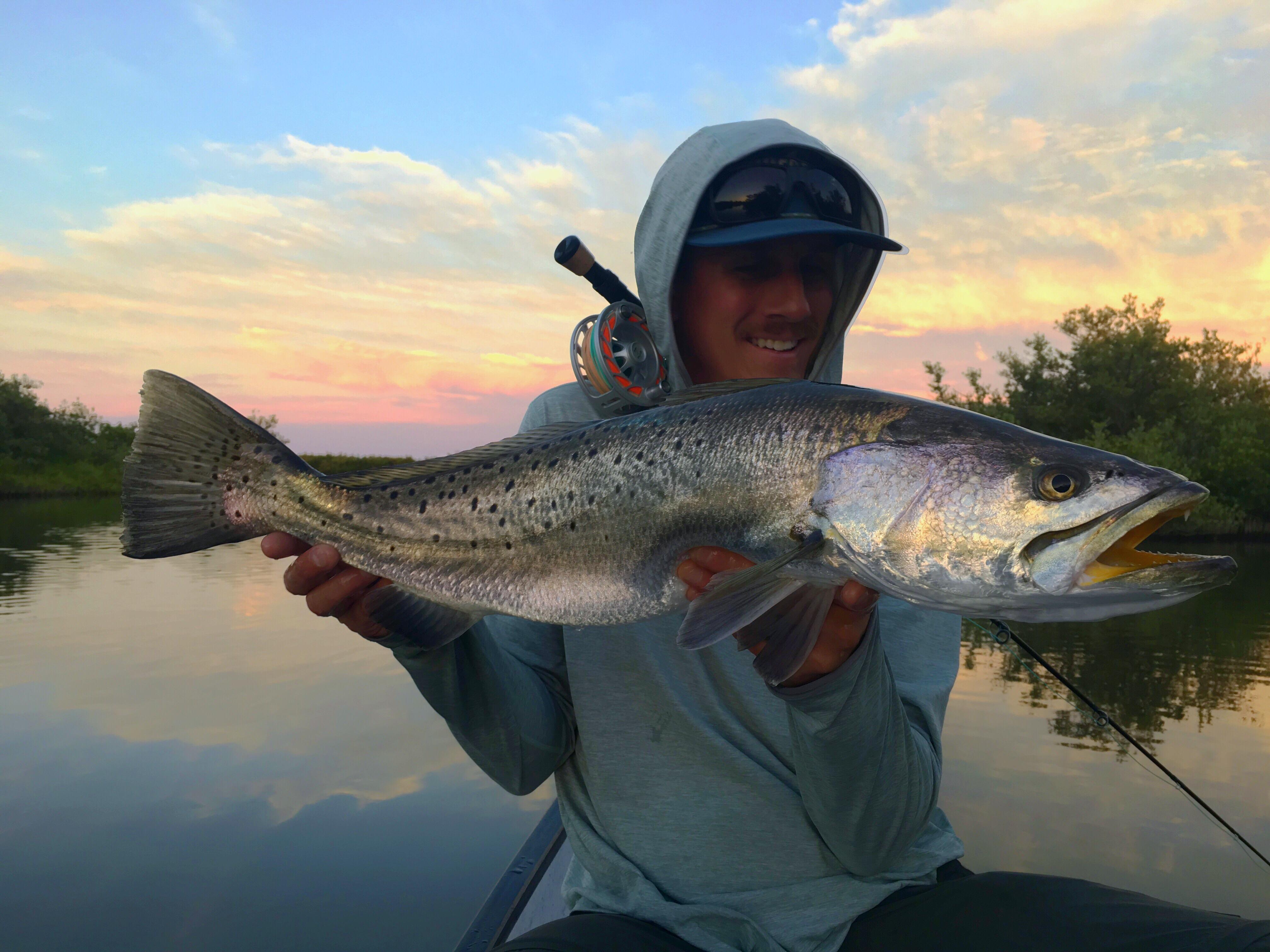 Any love for freshwater trout’s longlost relative, the spotted sea