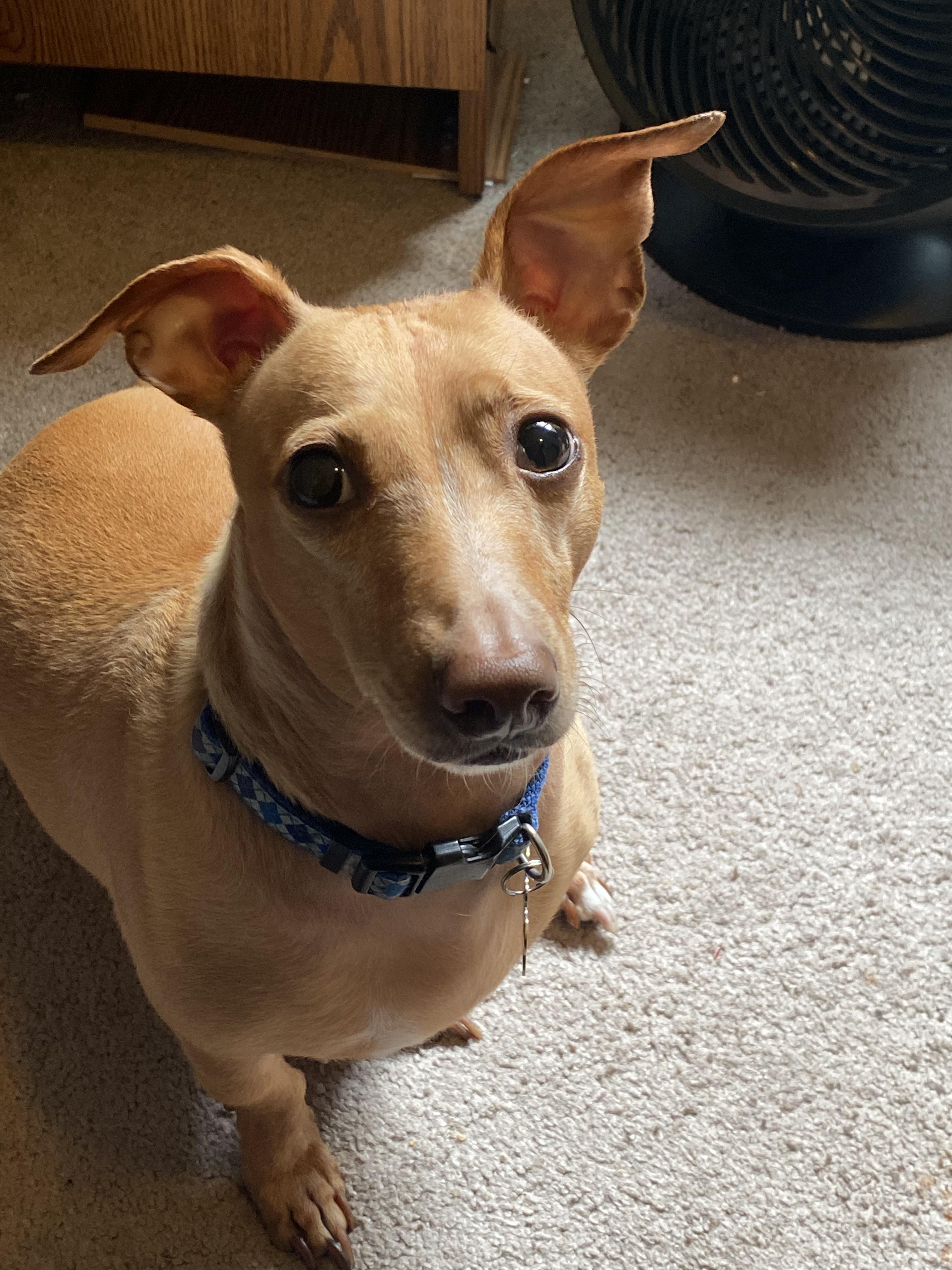 So proud of my service chiweenie (in training)! She's been doing her