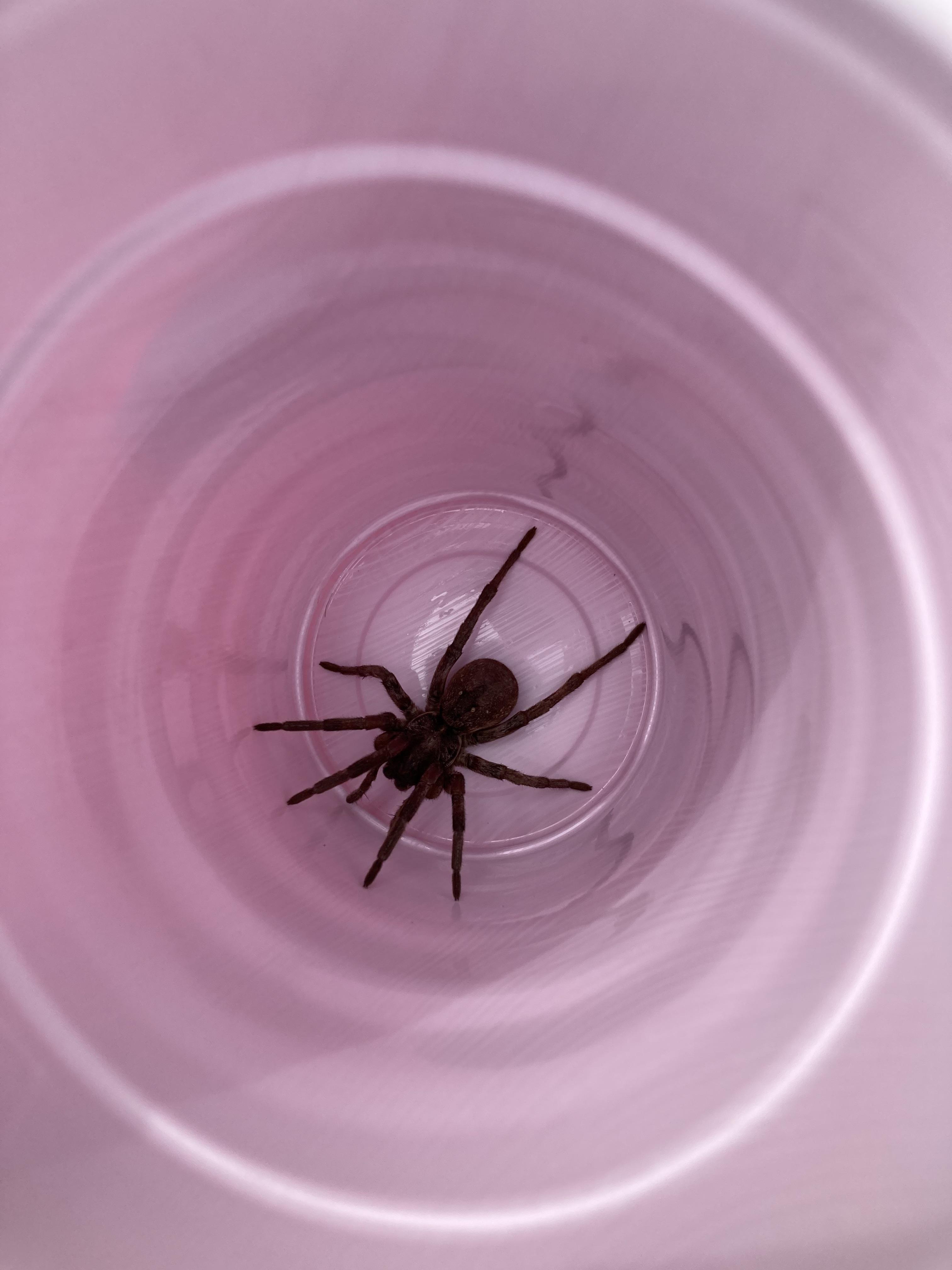 Kid found a spider camping in Colorado in the front range near Loveland