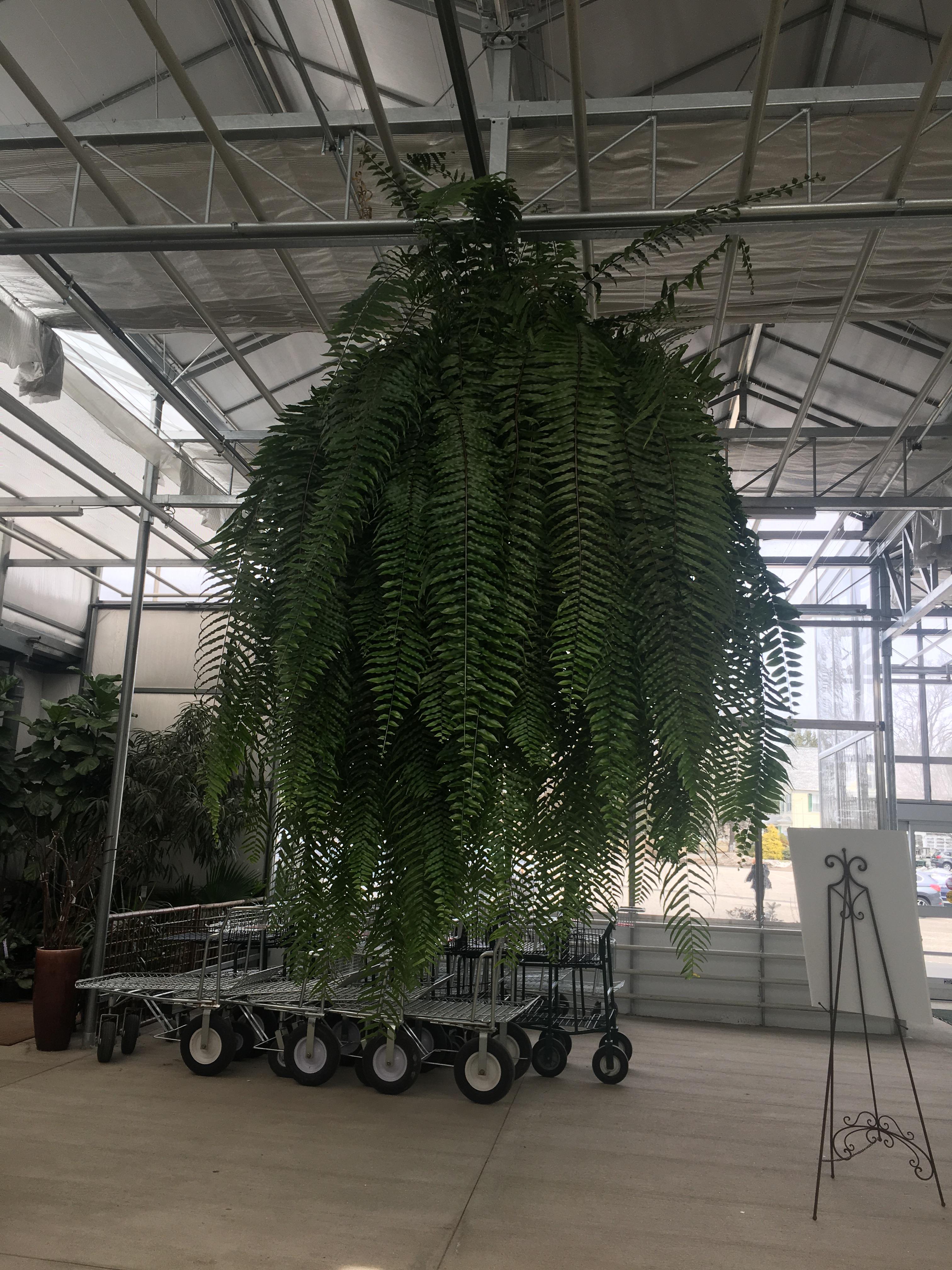 One absolute fucking unit of a fern at my local greenhouse. 100 years old. r/houseplants