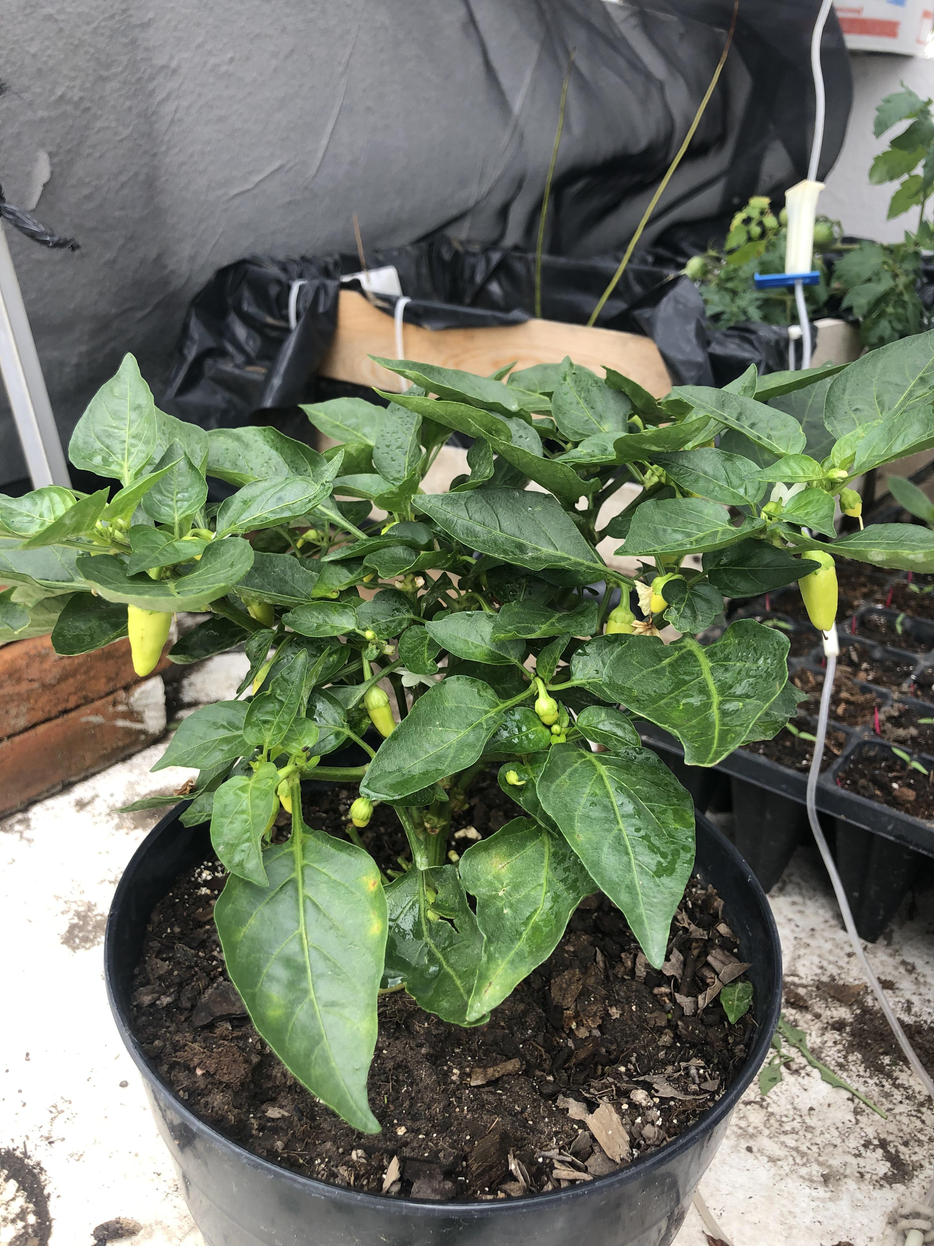 Why is my plant so short? r/HotPeppers