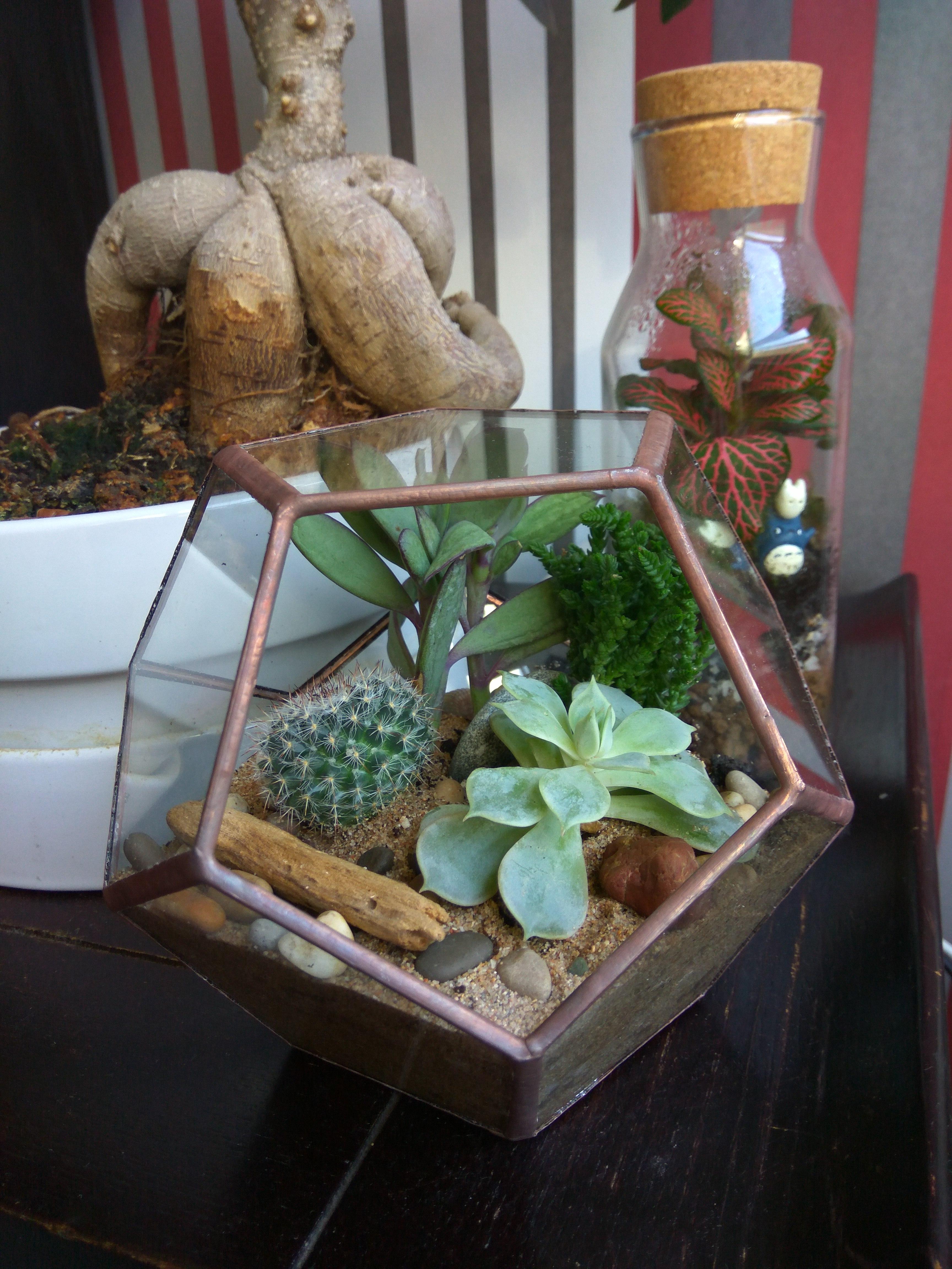 My first desert terrarium r/terrariums