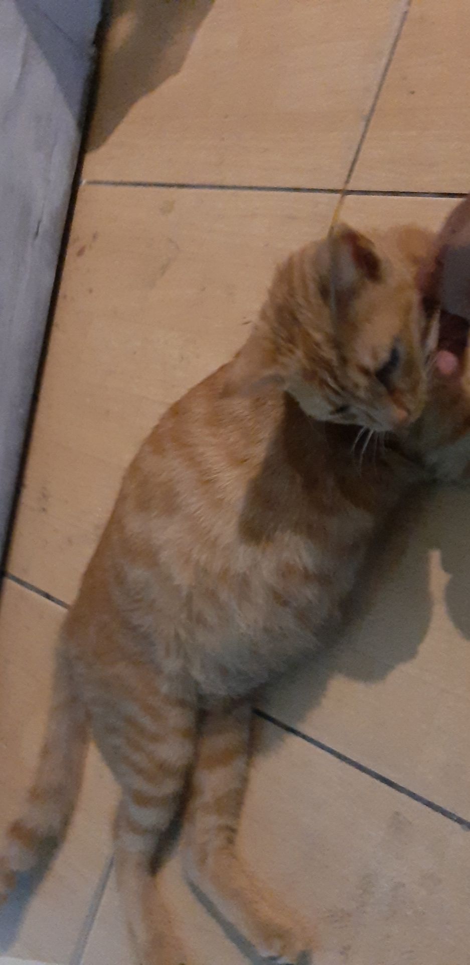 Overweight or bloated? (More info in the comments.) r/cats