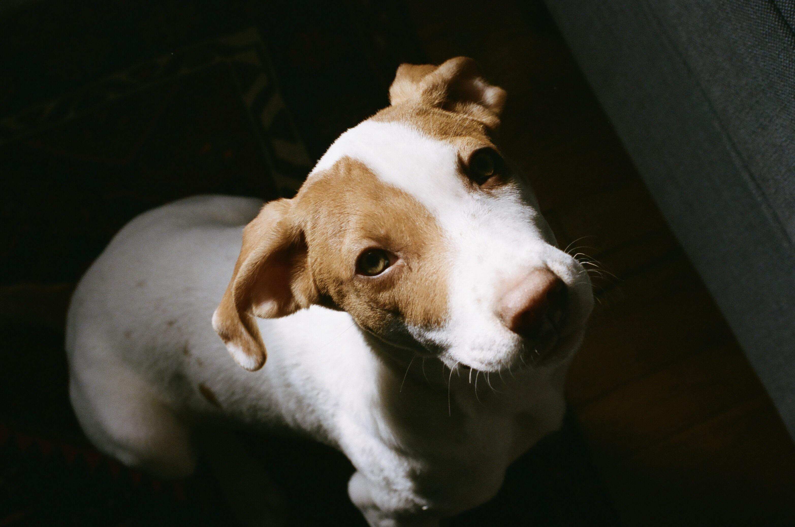 最高 50+ Foxhound Mix 倉庫番