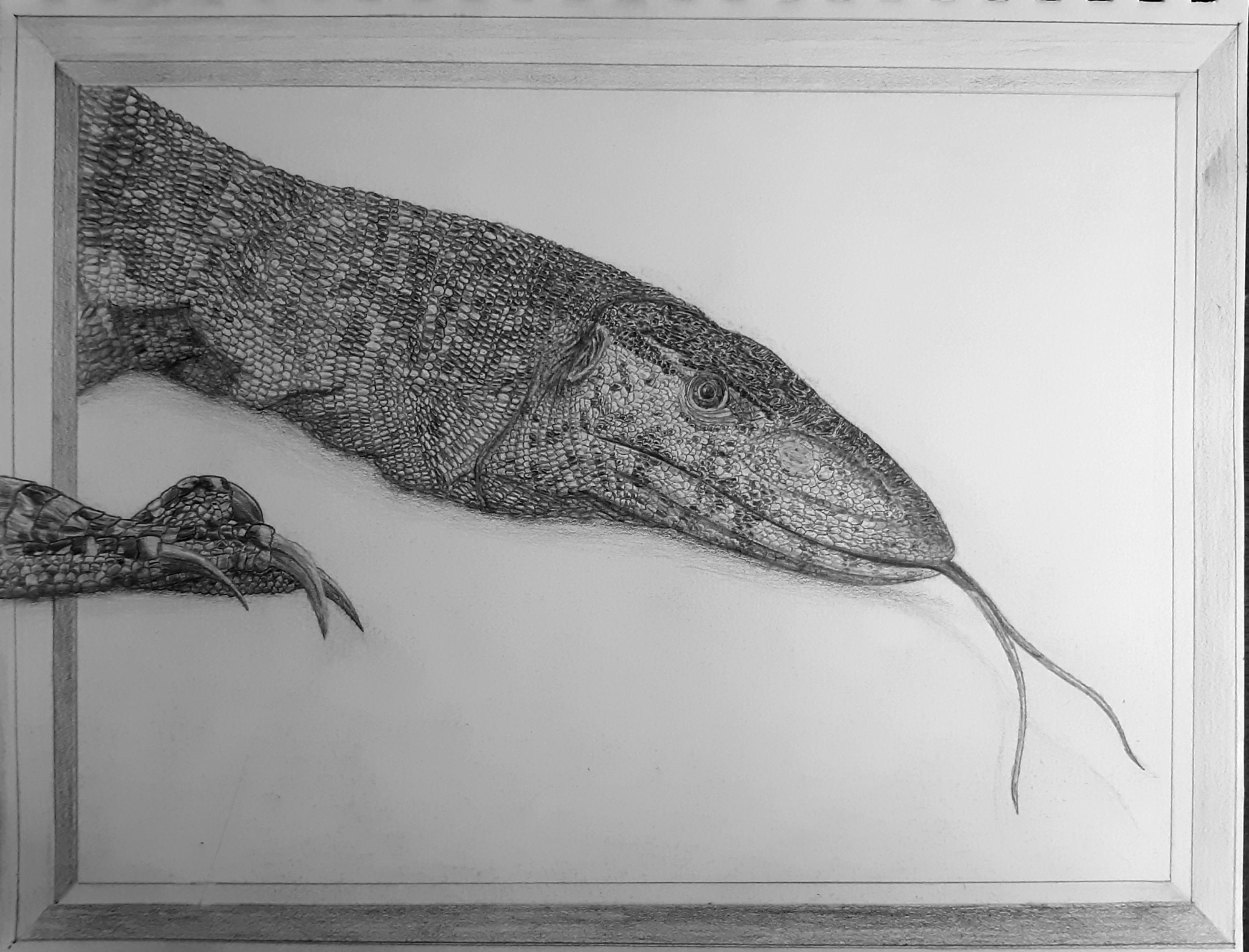 Nile Monitor Lizard drawn by me reptiles